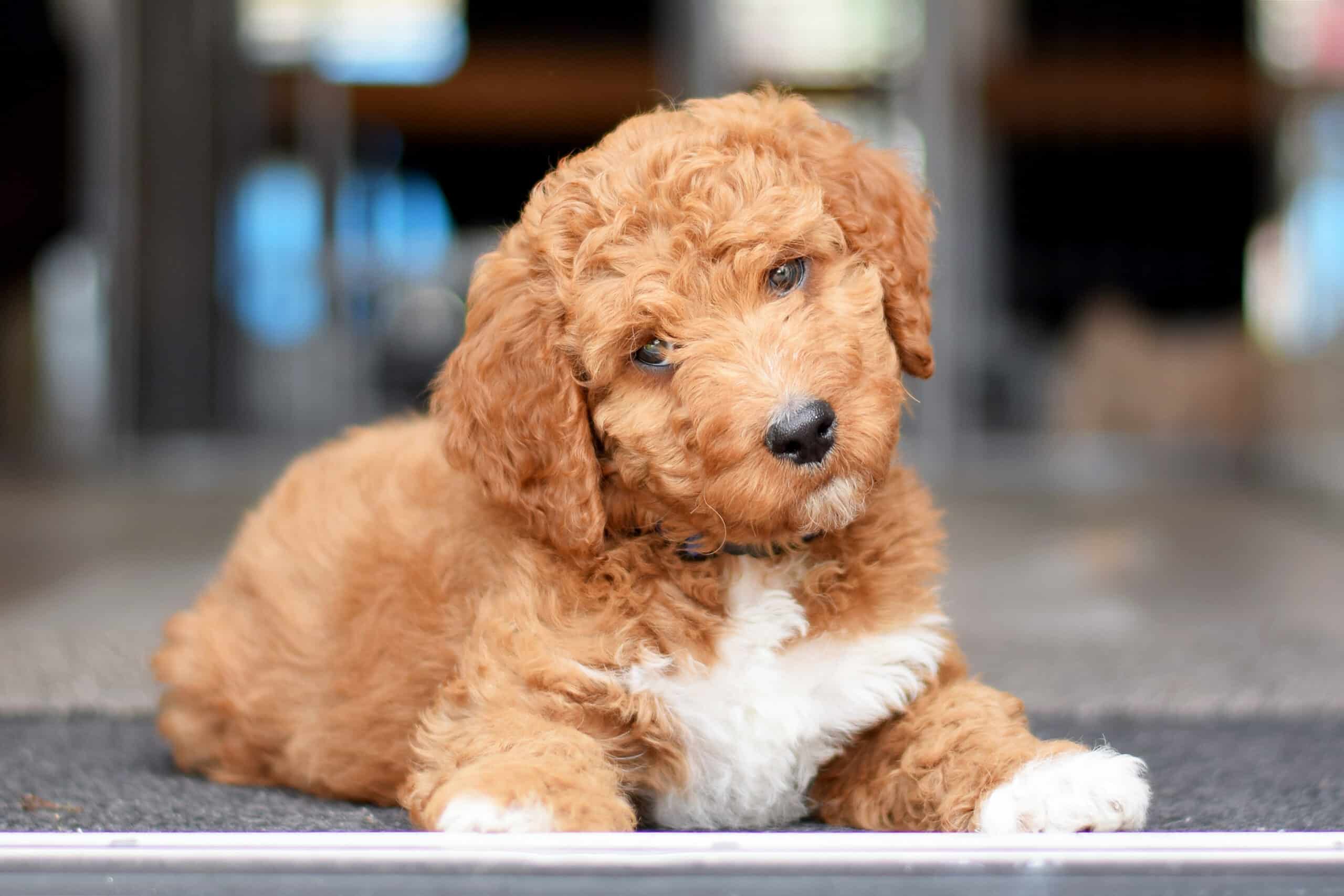 Irish Doodle Puppies For Sale • Adopt 