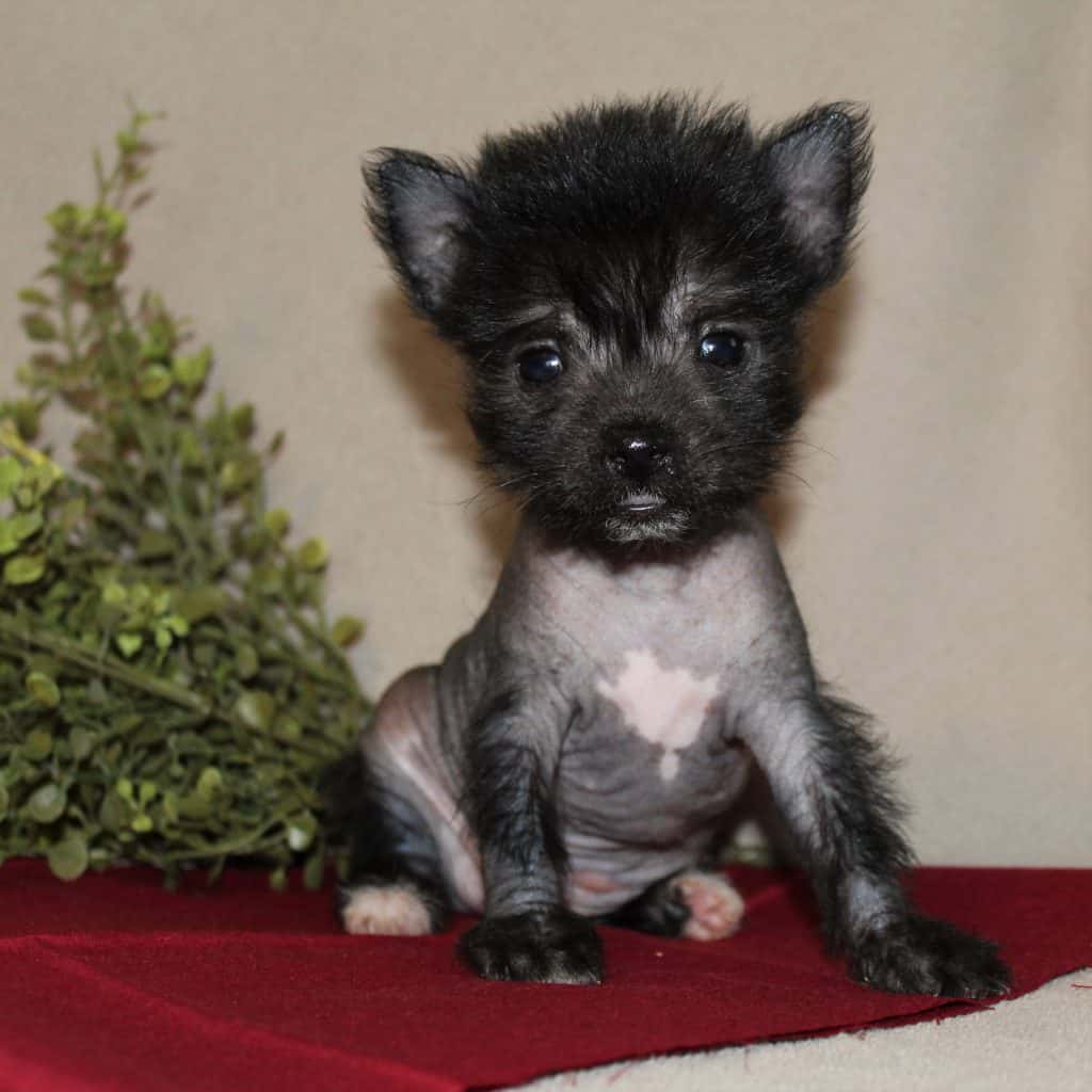 Chinese Crested Puppies For Sale • Adopt Your Puppy Today • Infinity Pups