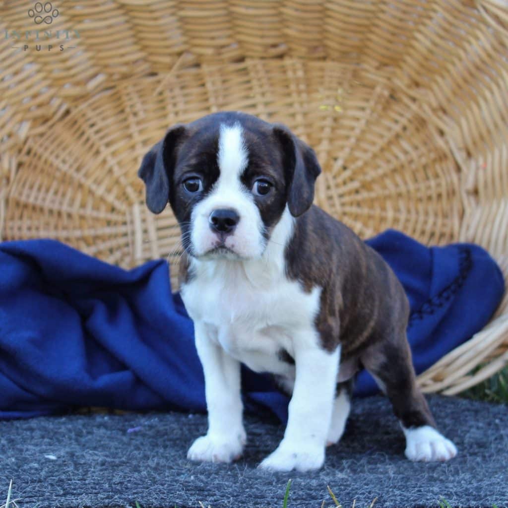 Bridget - F1 Boston Terrier/Cavalier Mix • Caviston, Boston Terrier ...