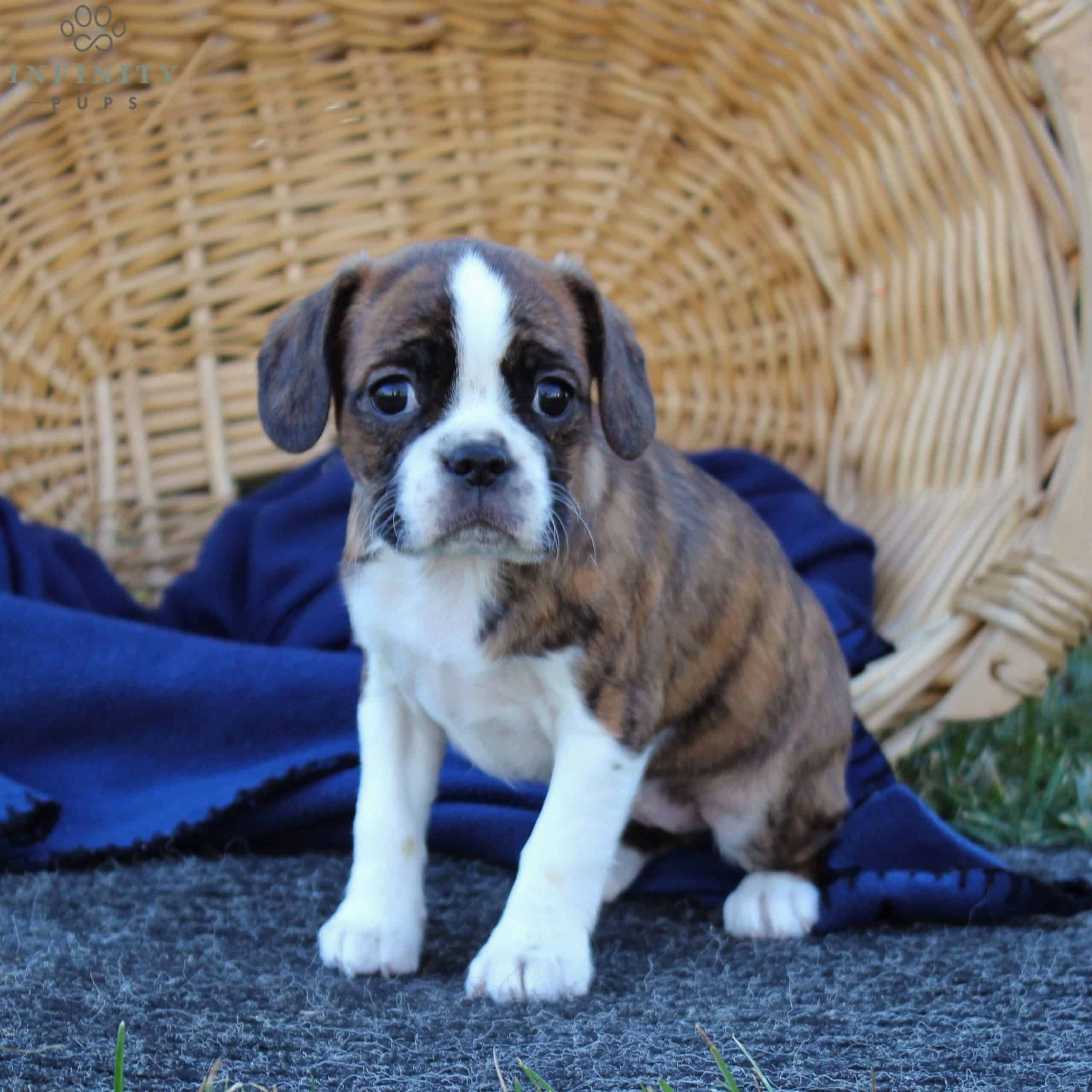 Bristol - F1 - Boston Terrier/Cavalier Mix • Caviston, Boston Terrier ...