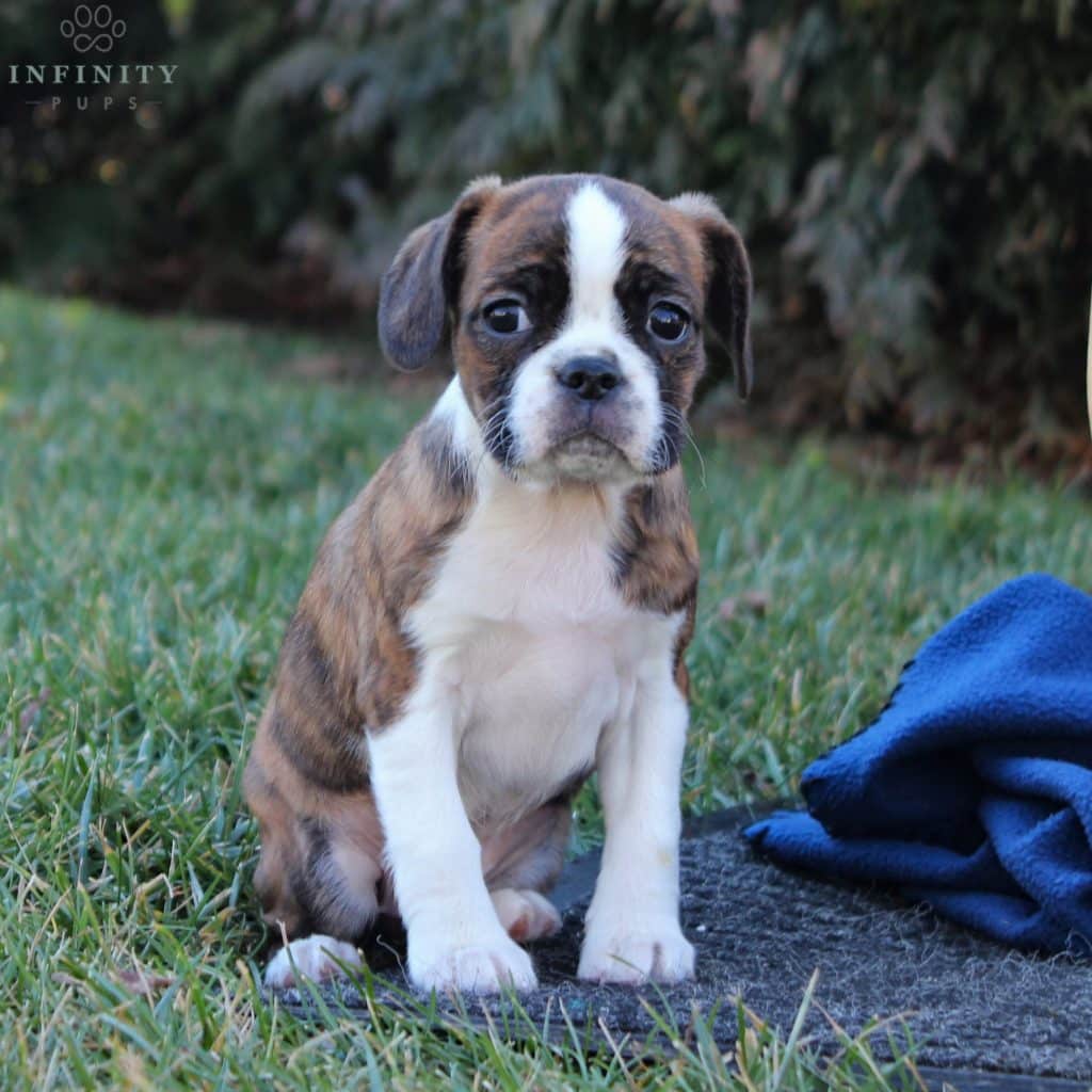 Bristol - F1 - Boston Terrier/Cavalier Mix • Caviston, Boston Terrier ...