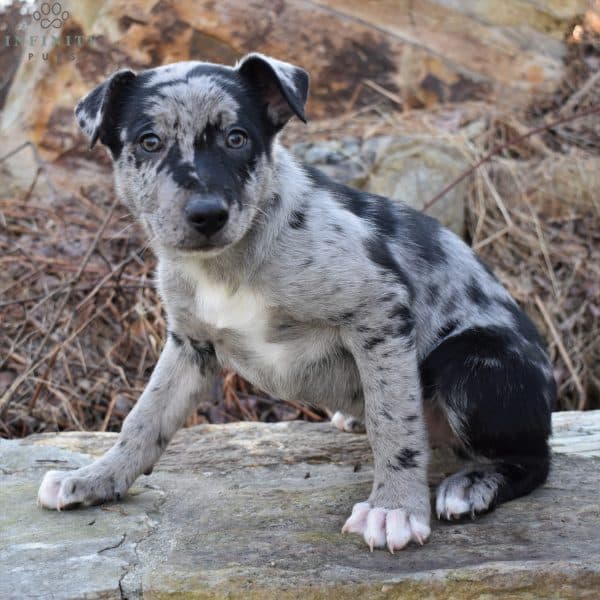 Hangin Tree Cowdog Puppies For Sale • Adopt Your Puppy Today • Infinity