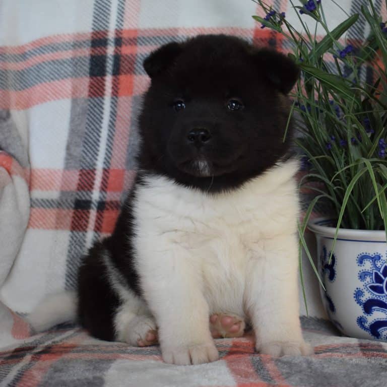 Akita Puppies For Sale • Adopt Your Puppy Today • Infinity Pups