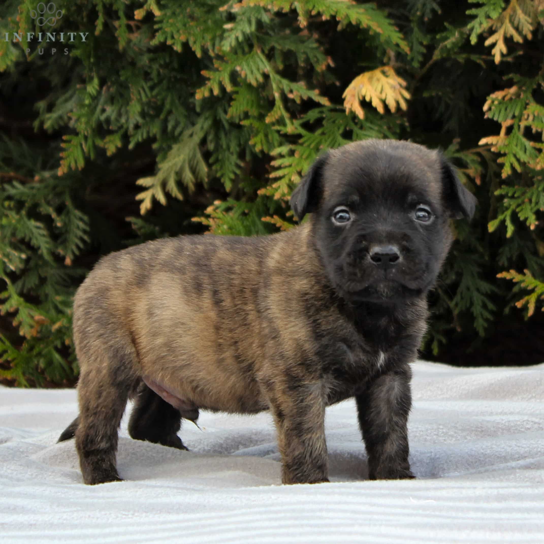 Kane - AKC • English Mastiff • Infinity Pups