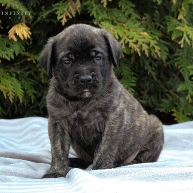 English Mastiff Puppies For Sale • Adopt Your Puppy Today • Infinity Pups