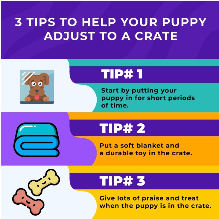 22 Easy Steps To Prepare For A Puppy (That Actually Help) • Infinity Pups