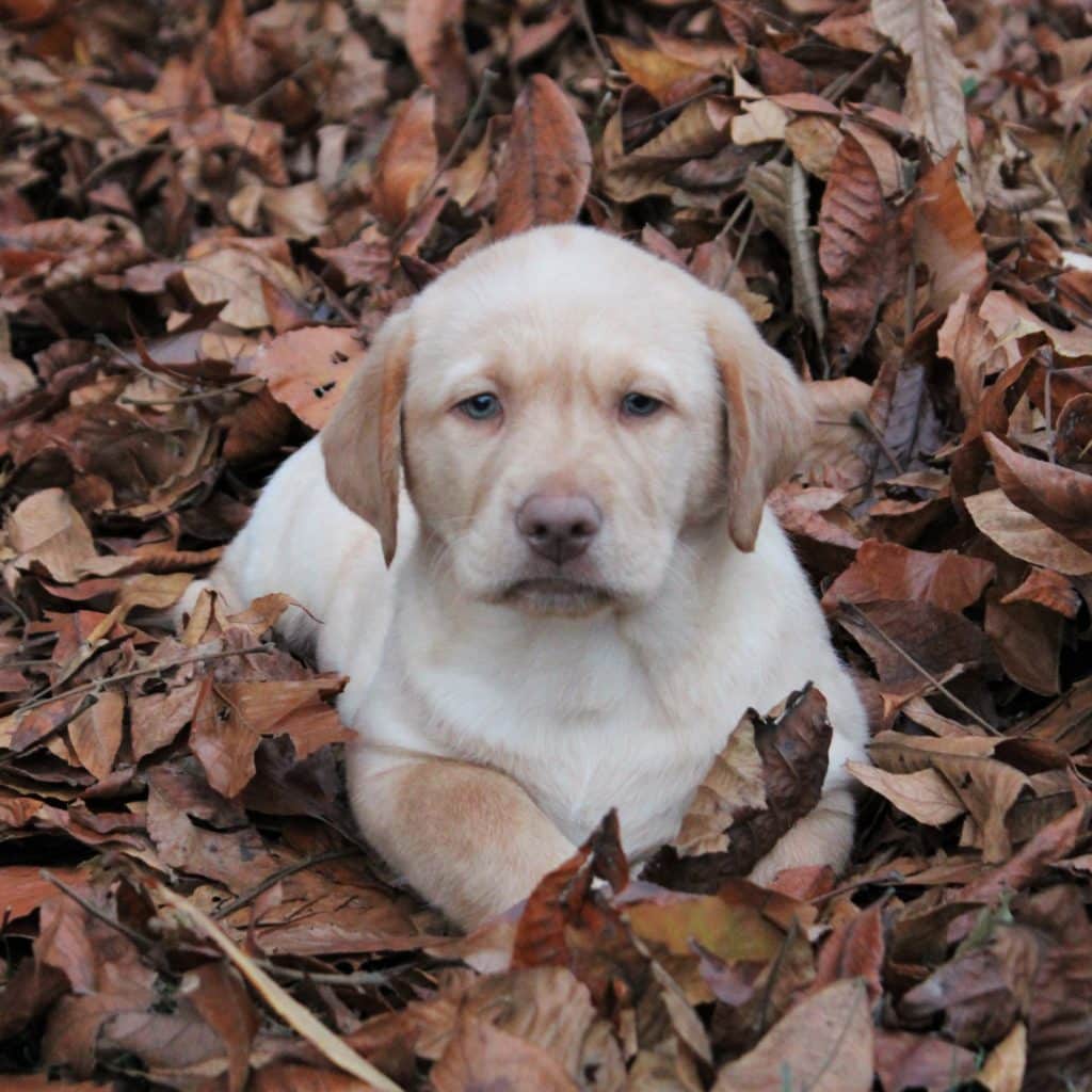 Yellow Labrador Puppies For Sale • Adopt Your Puppy Today • Infinity Pups