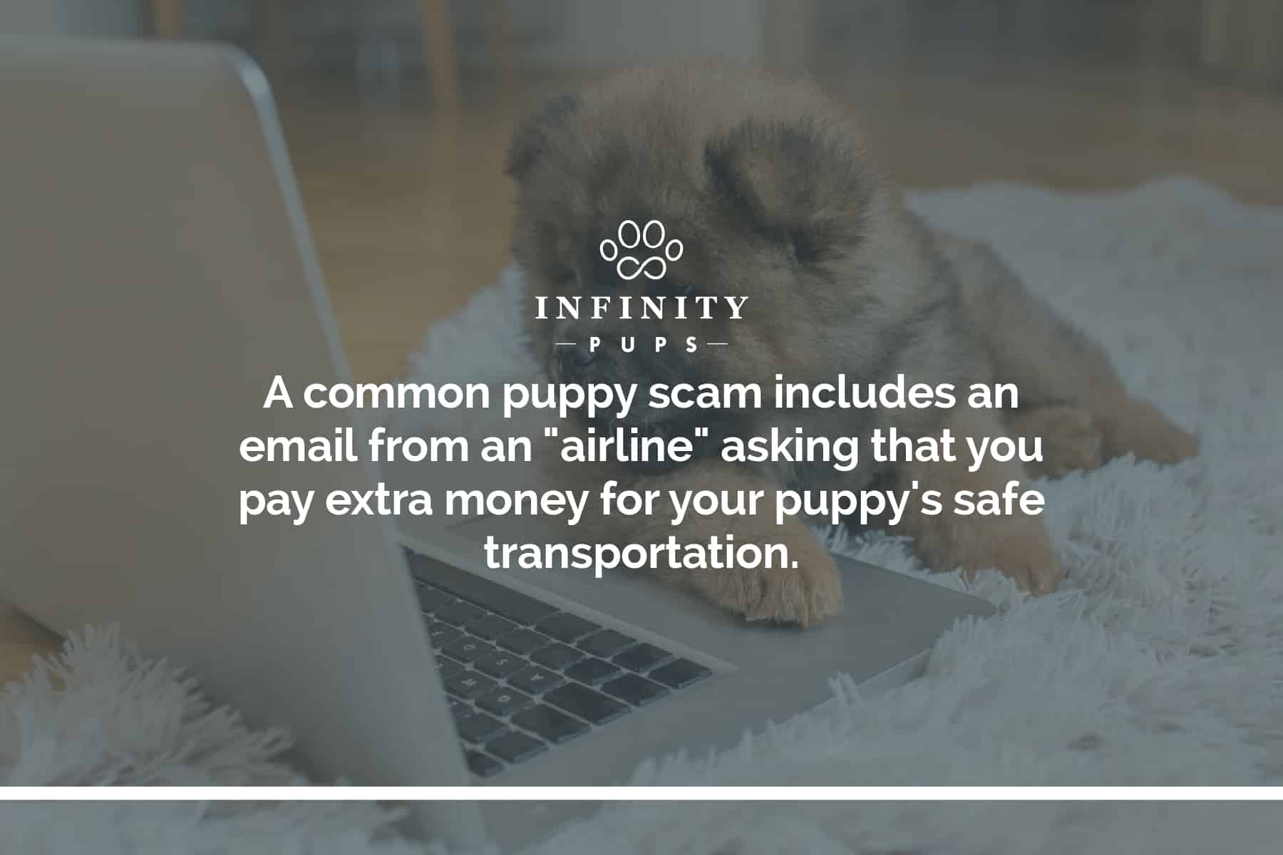 How To Spot And Avoid A Puppy Sale Scam (plus What To Do If You Are ...