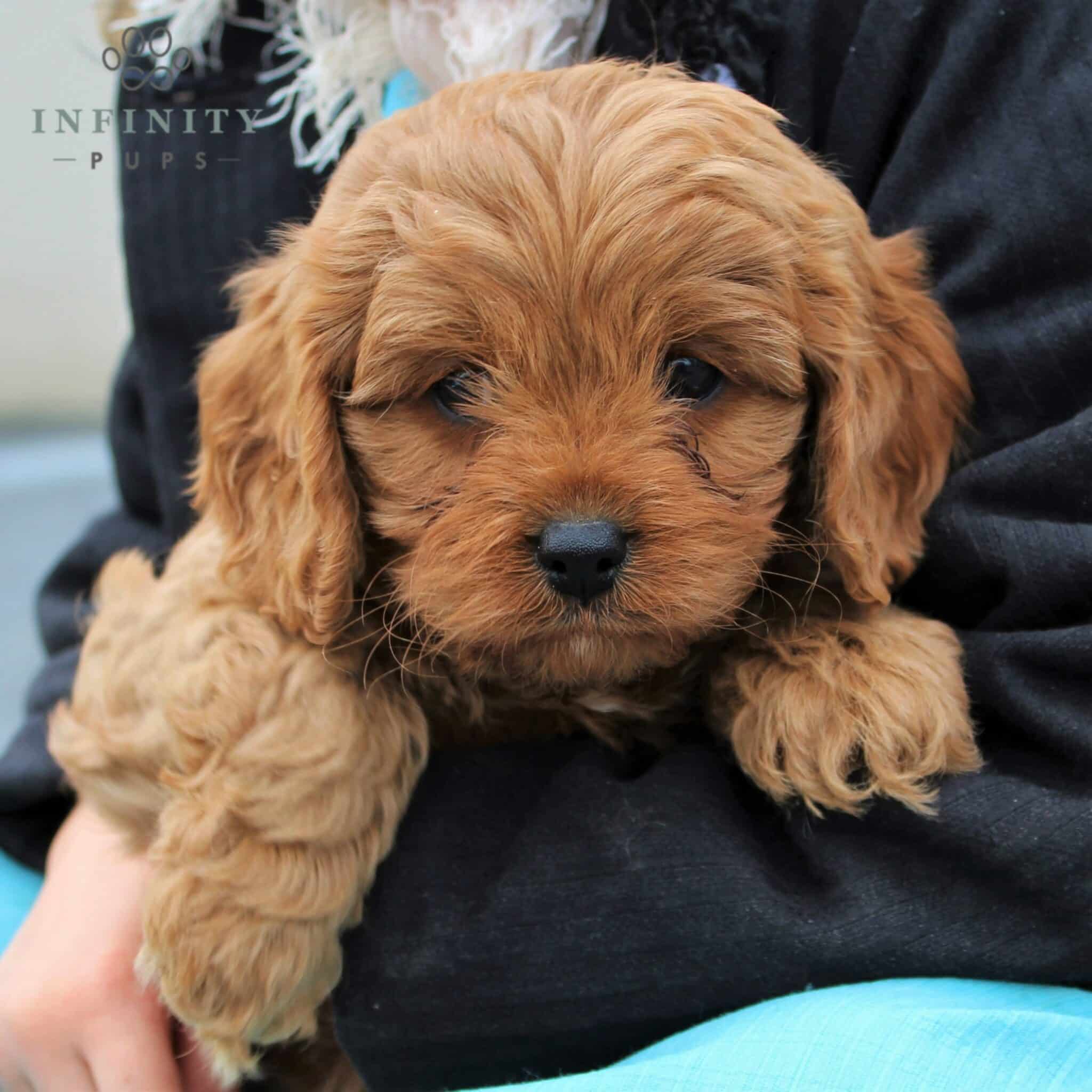 Cavapoo Puppies For Sale • Adopt Your Puppy Today • Infinity Pups