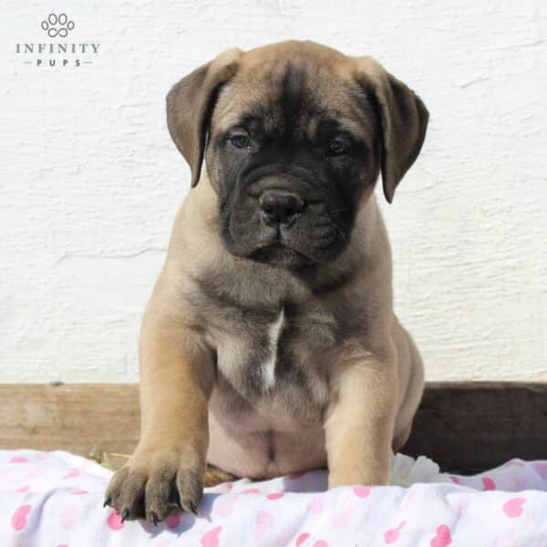 English Mastiff Puppies For Sale • Adopt Your Puppy Today • Infinity Pups