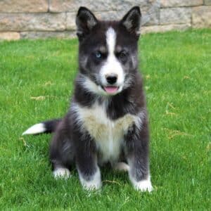 Siberian Husky Puppies For Sale • Adopt Your Puppy Today • Infinity Pups