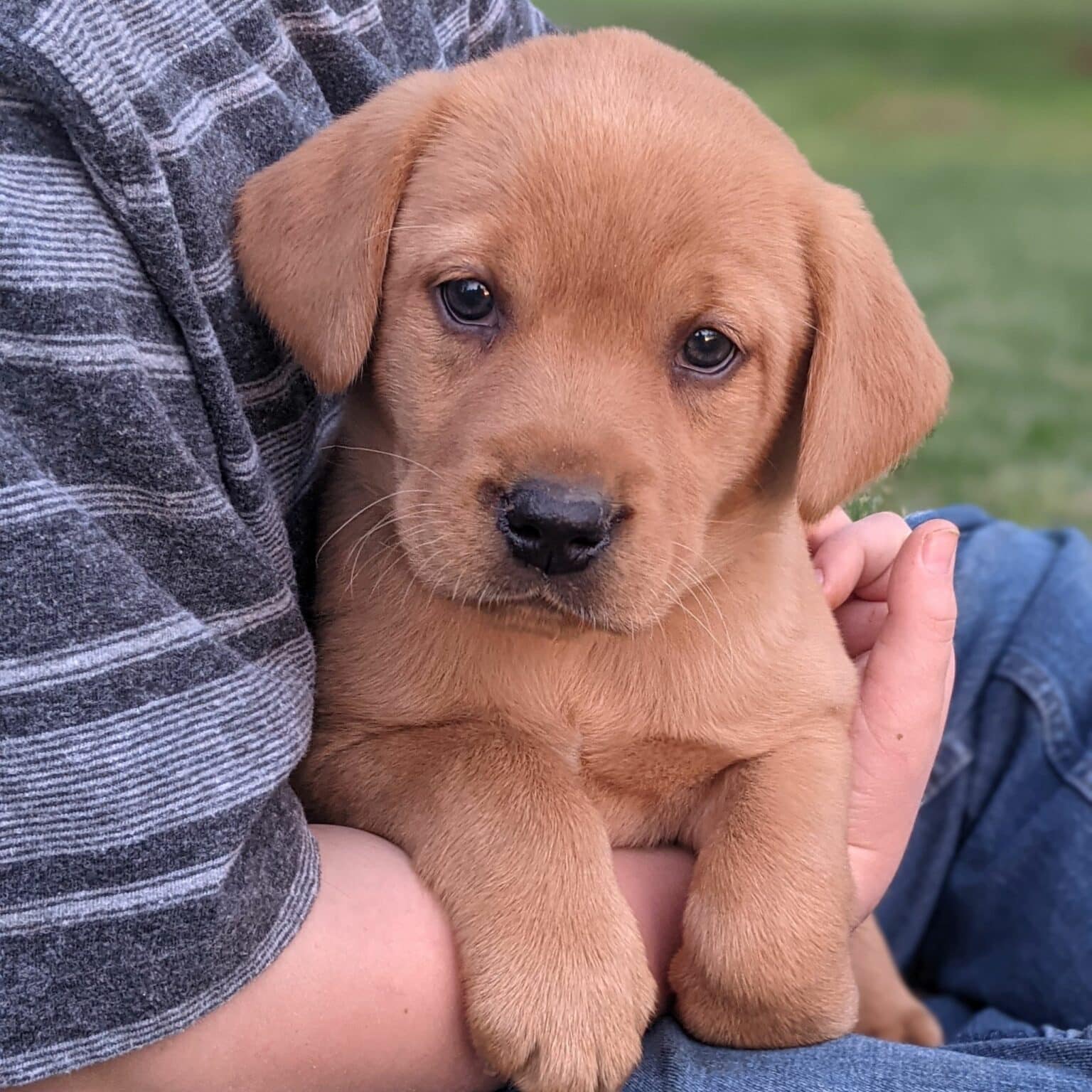 Yellow Labrador Puppies For Sale • Adopt Your Puppy Today • Infinity Pups