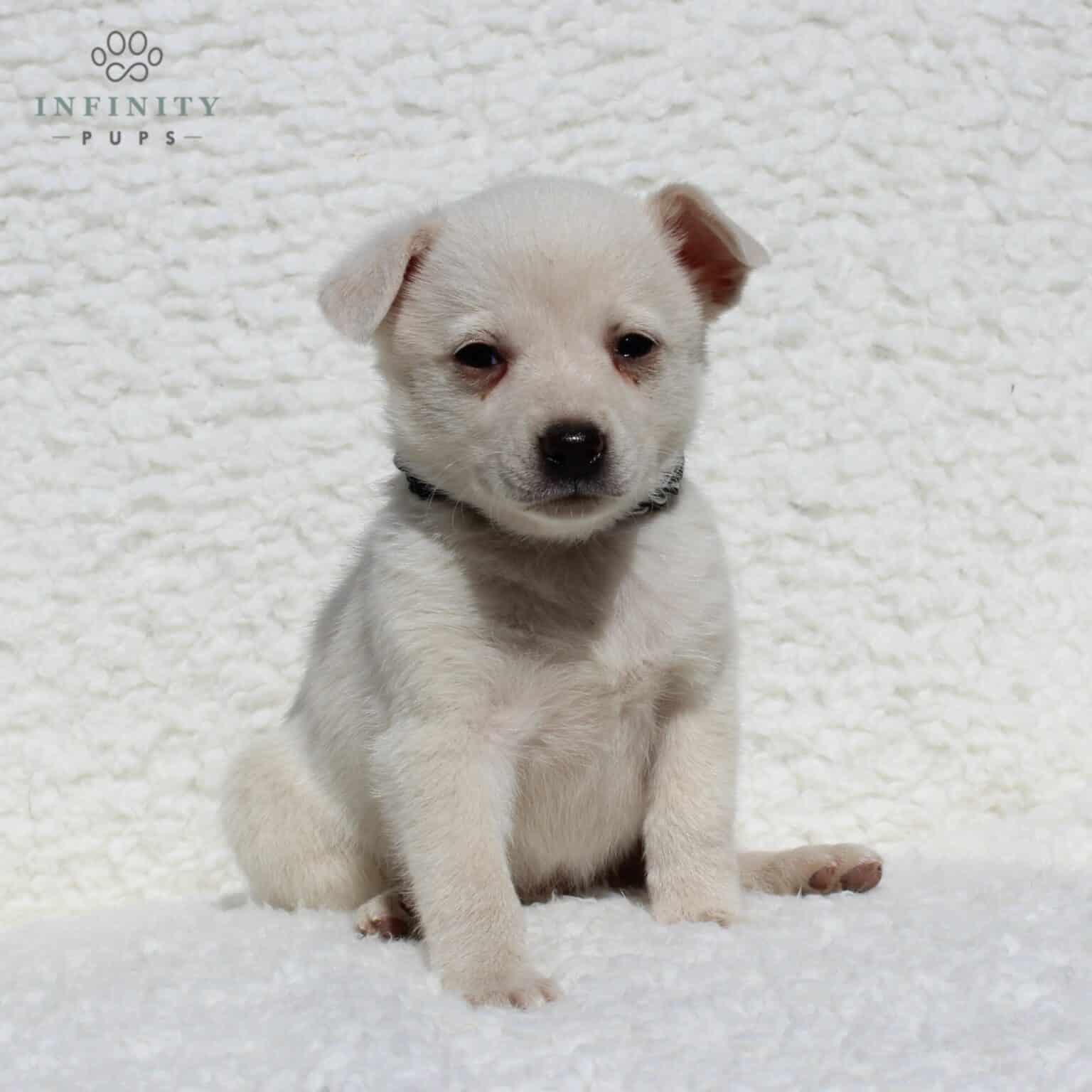 Spitz Puppies For Sale • Adopt Your Puppy Today • Infinity Pups