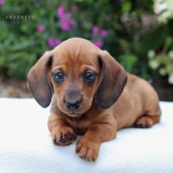 Dachshund Puppies For Sale • Adopt Your Puppy Today • Infinity Pups