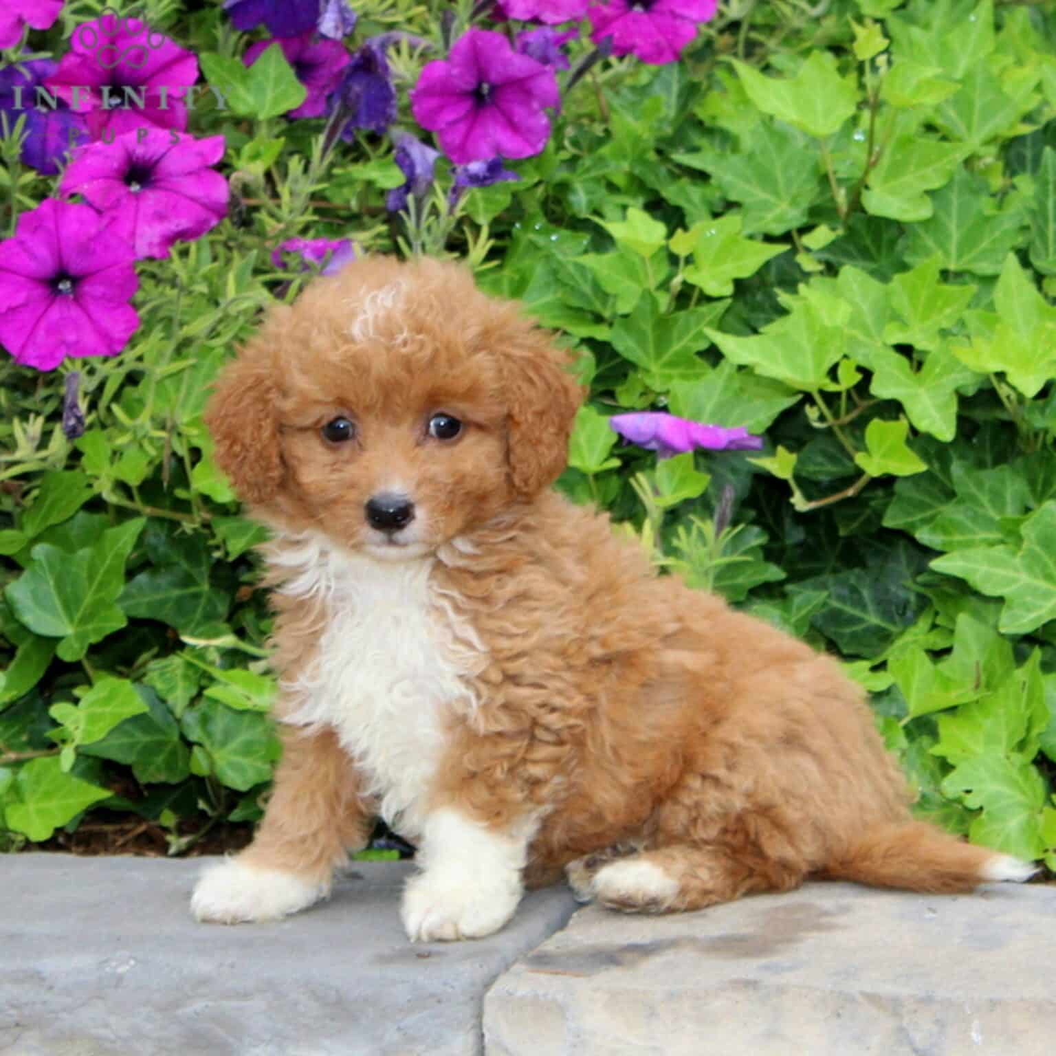 Mini Goldendoodle Puppies For Sale • Adopt Your Puppy Today • Infinity Pups
