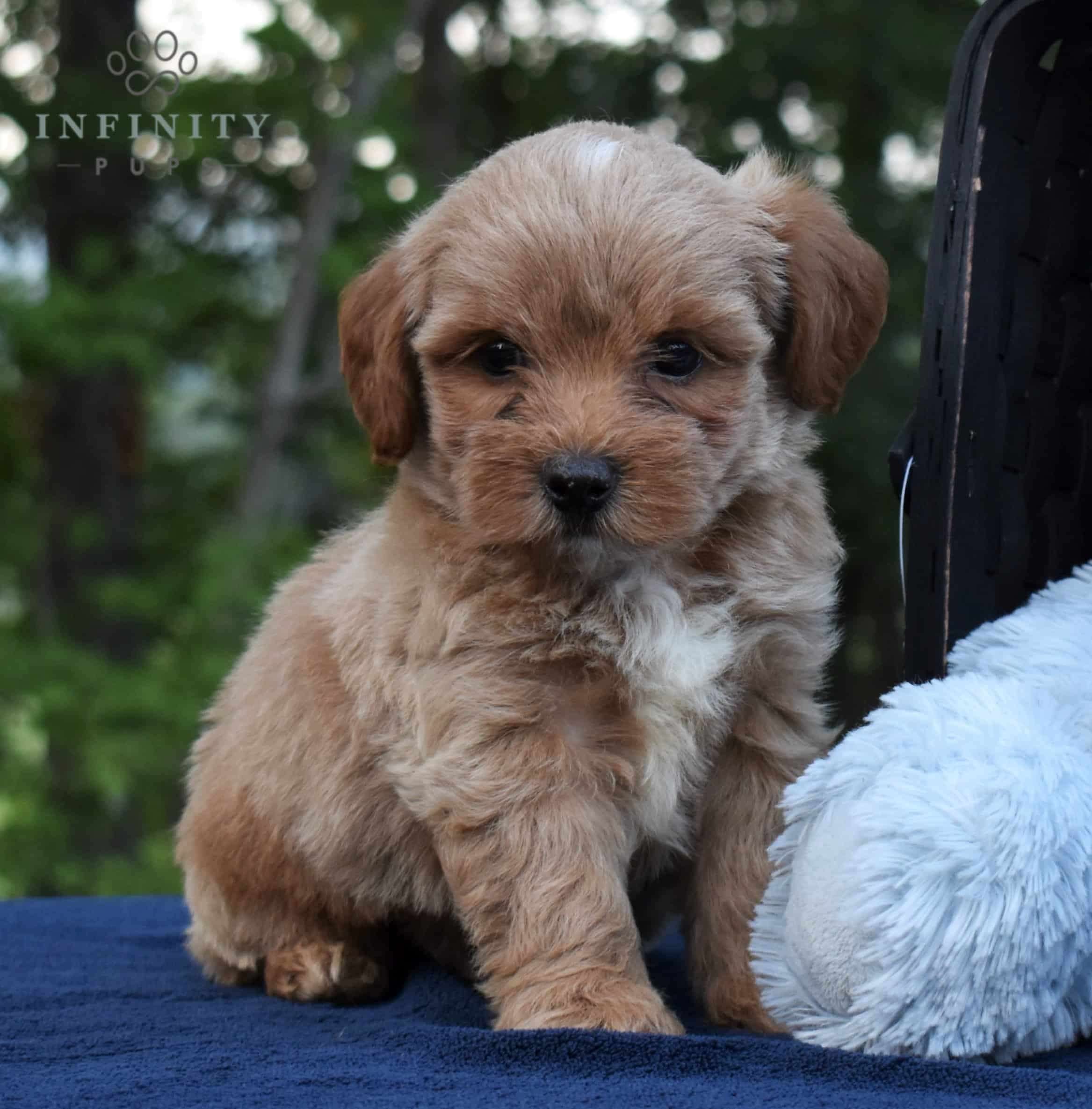 how big do shorkie poos get