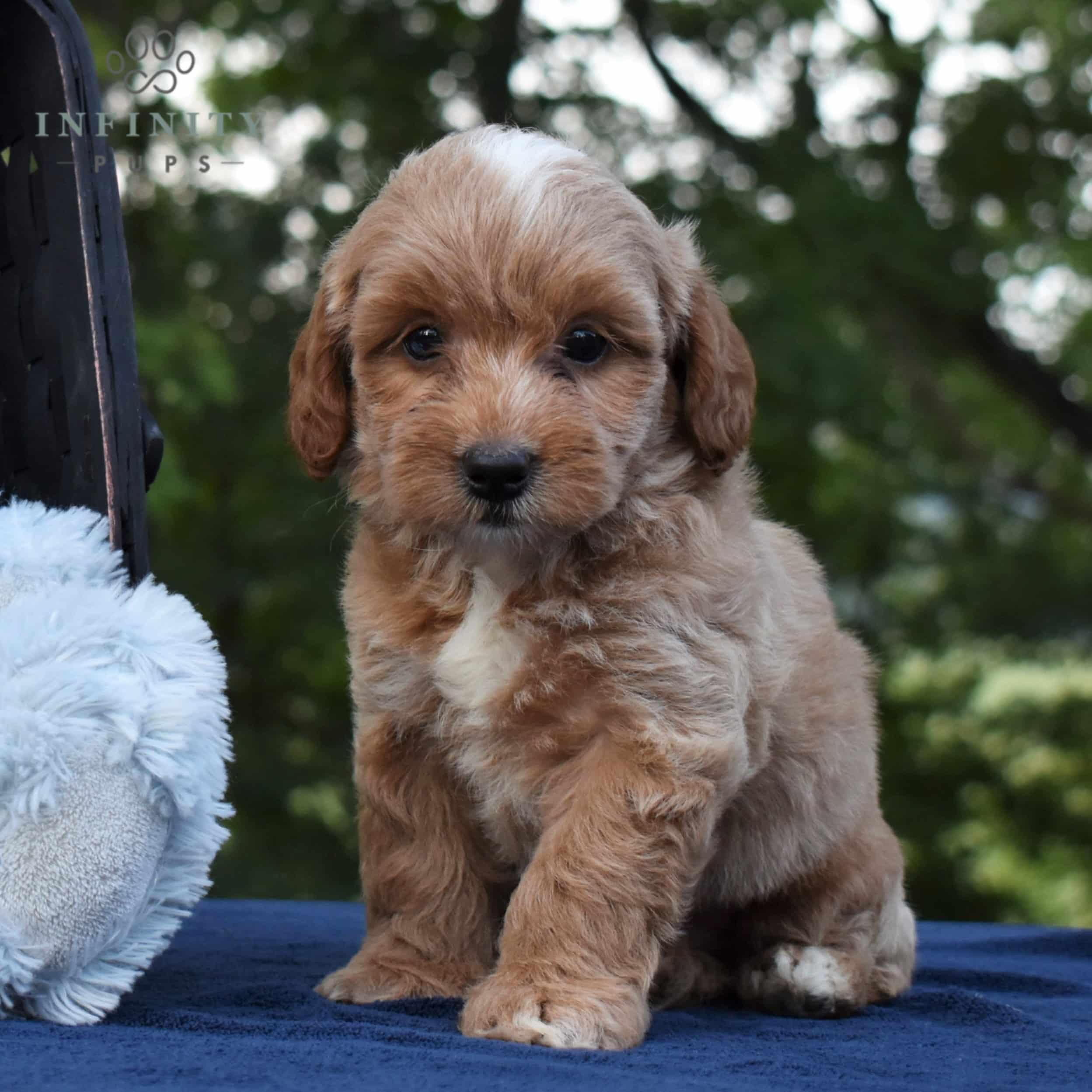 how big do shorkie poos get