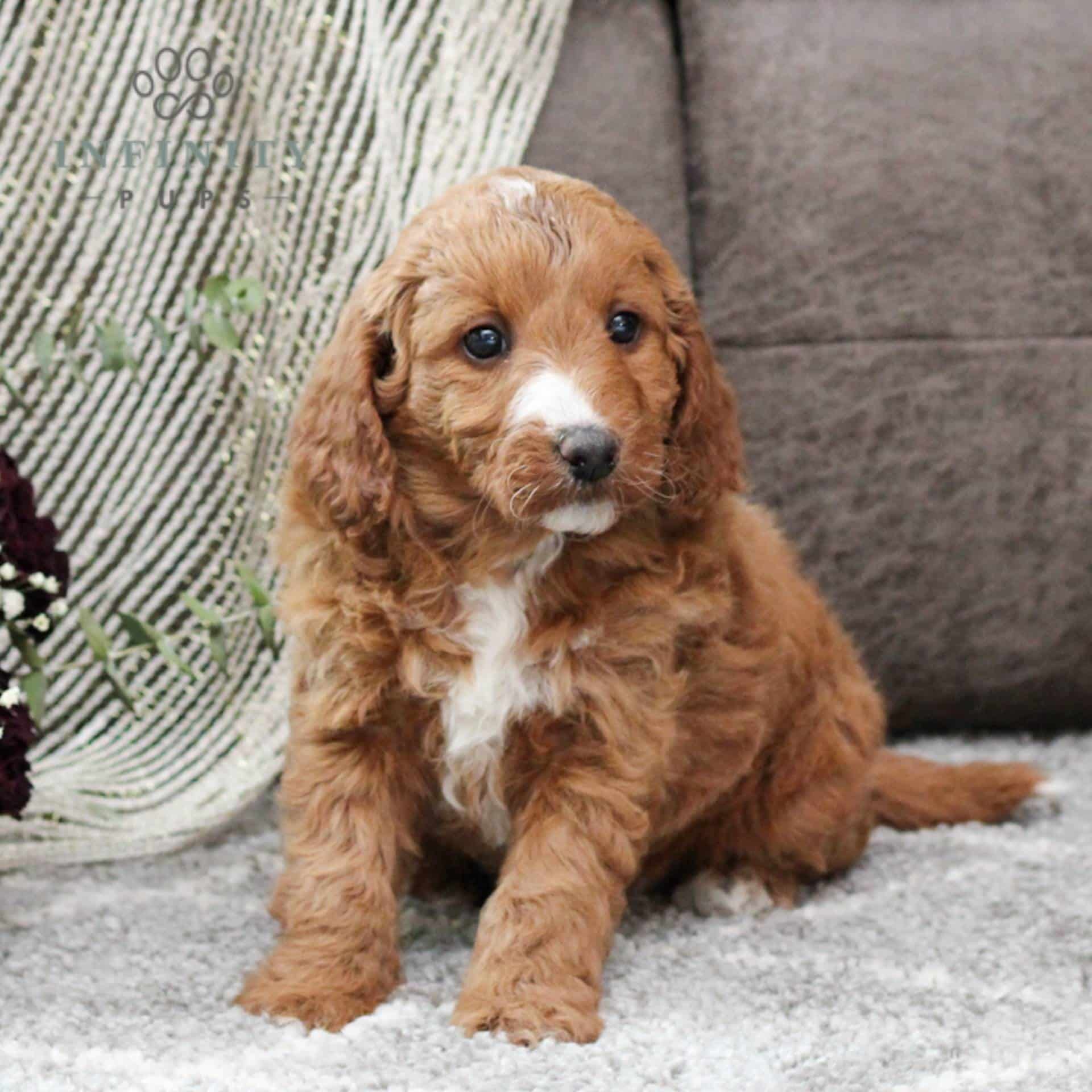 Springerdoodle Puppies For Sale • Adopt Your Puppy Today • Infinity Pups