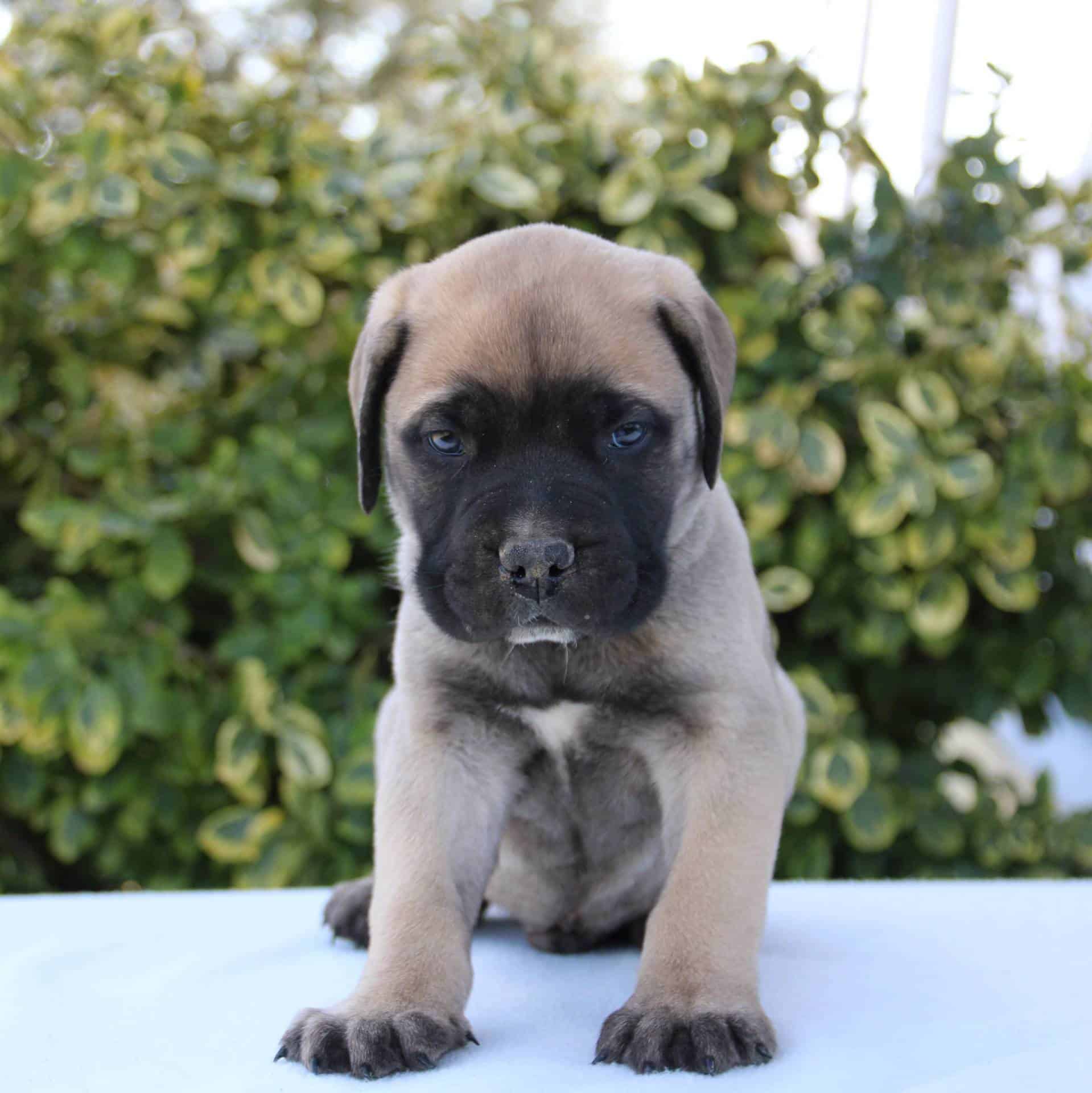 Bullmastiff Puppies For Sale • Adopt Your Puppy Today • Infinity Pups