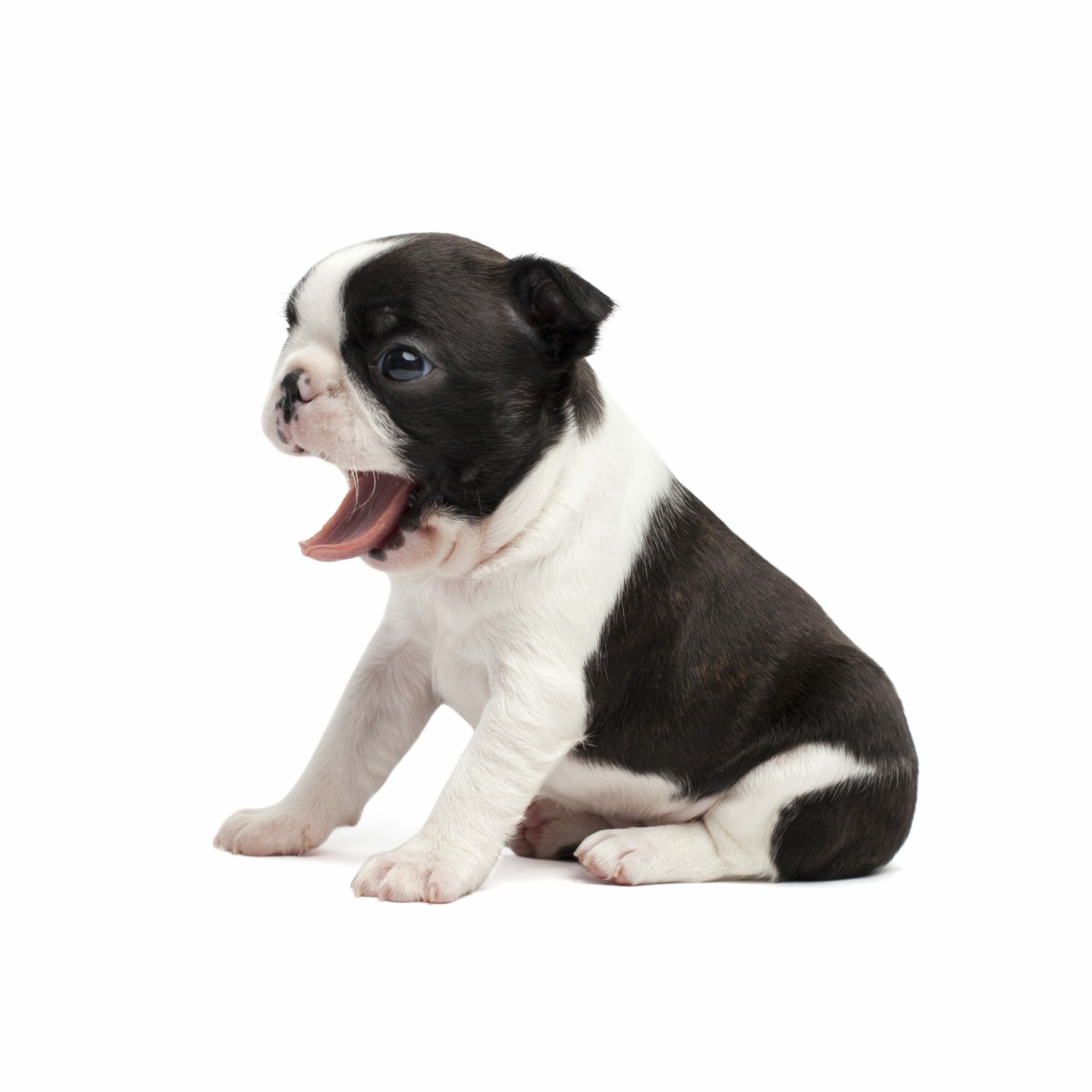 Boston Terrier Puppies For • Your Puppy Today Infinity Pups