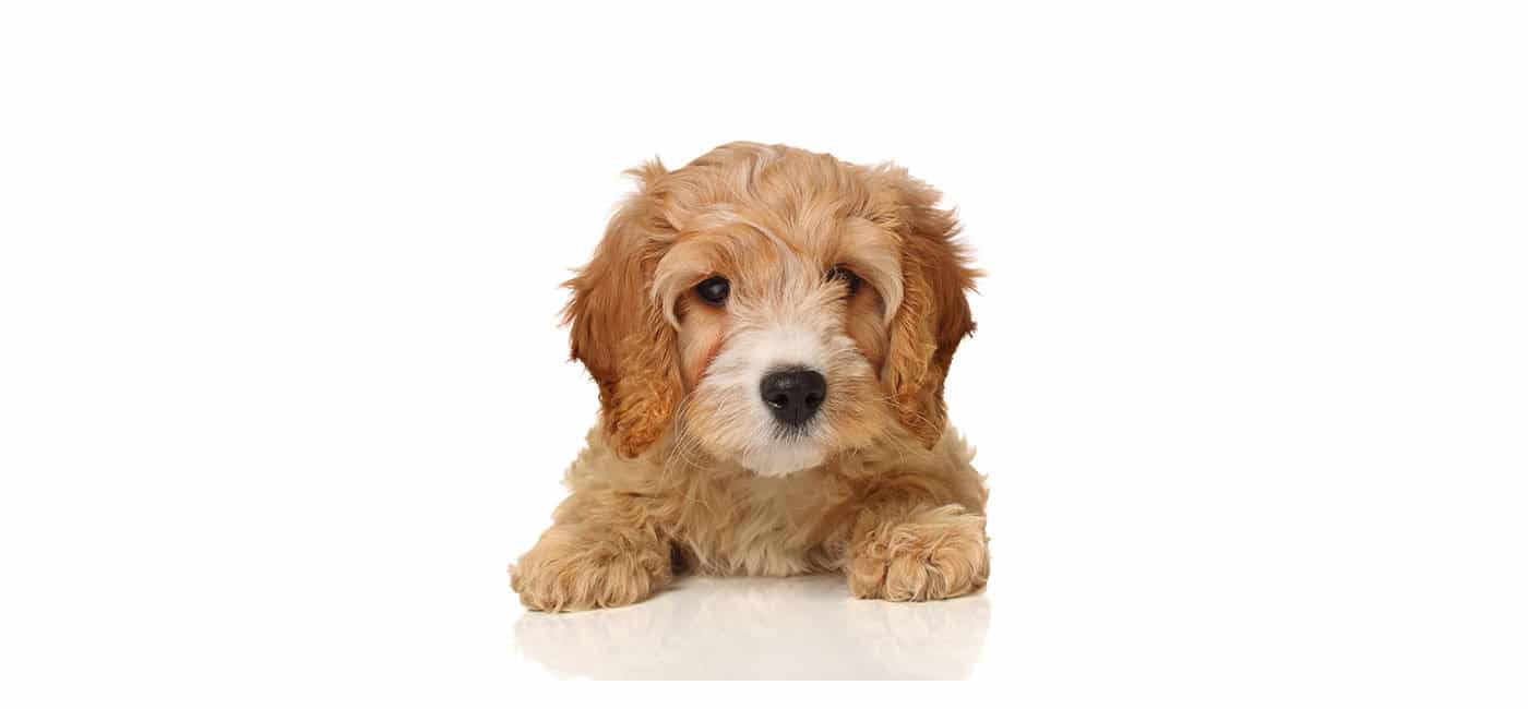 what do you feed a cavapoo puppy