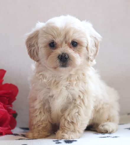 toy maltipoo for adoption