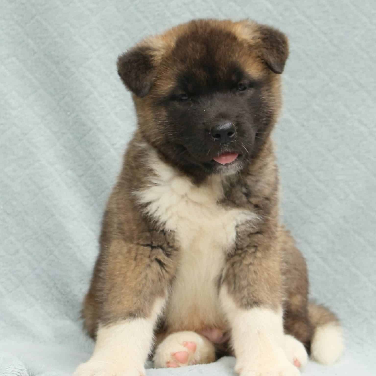 Akita Puppies For Sale • Adopt Your Puppy Today • Infinity Pups