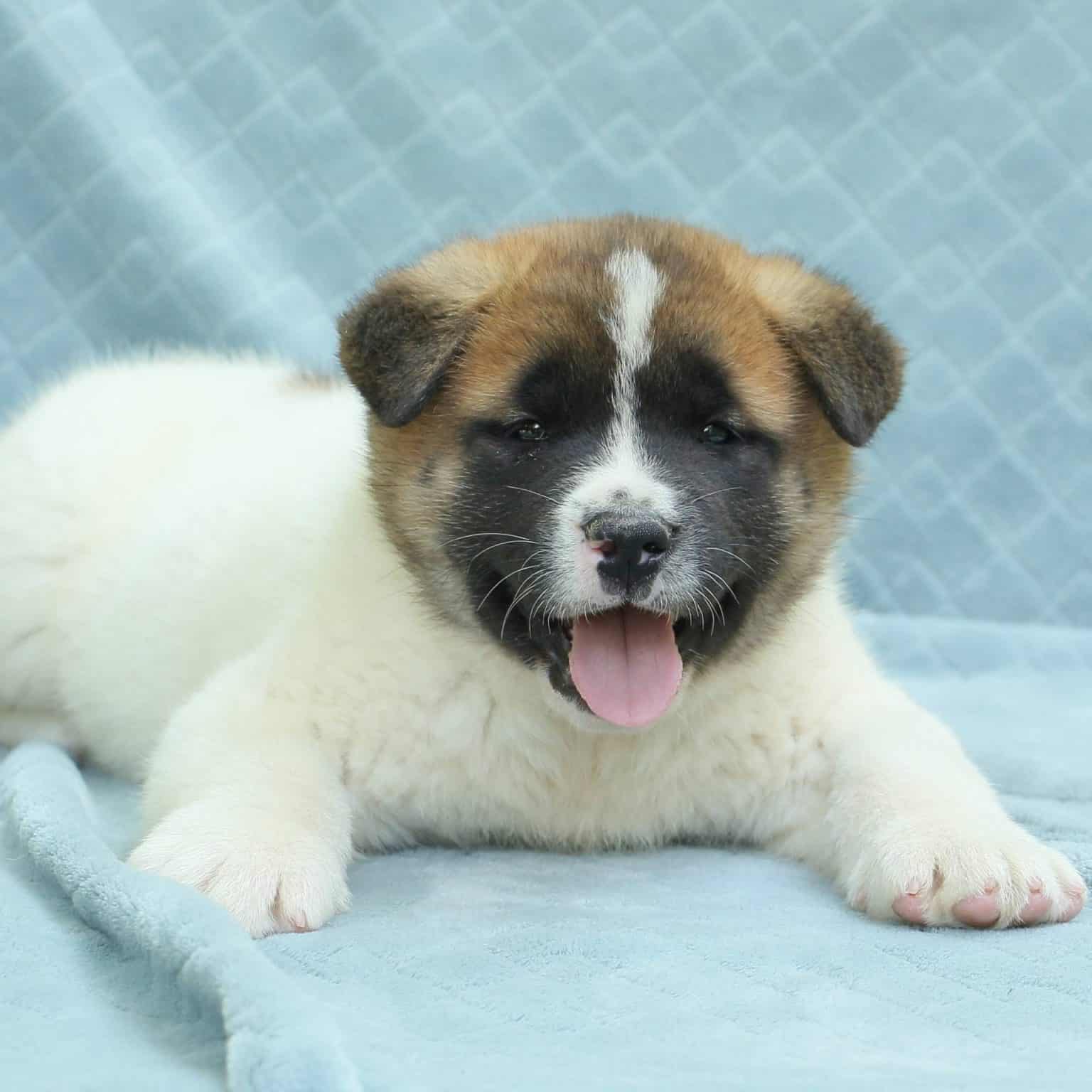 Akita Puppies For Sale • Adopt Your Puppy Today • Infinity Pups