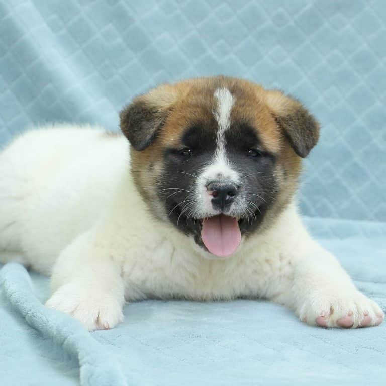 Akita Puppies For Sale • Adopt Your Puppy Today • Infinity Pups