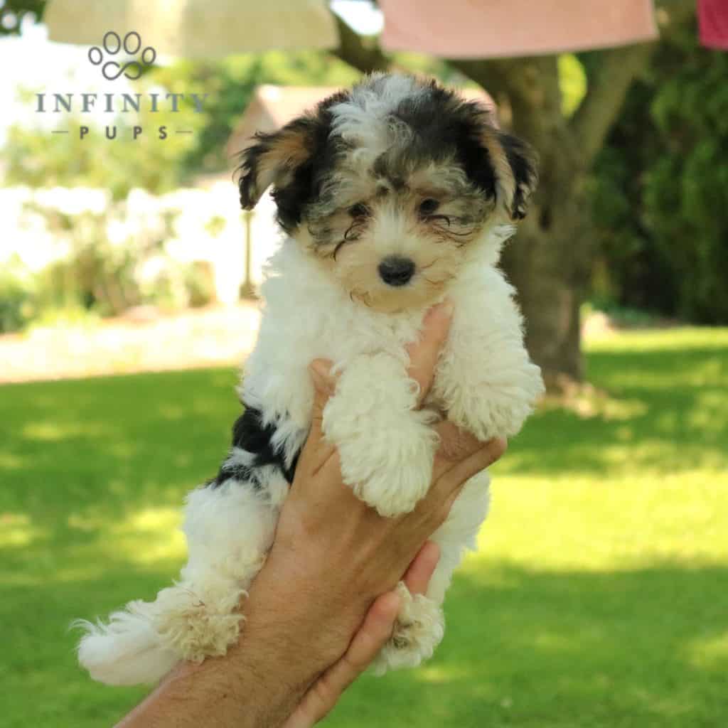 Biewer Terrier Puppies For Sale • Adopt Your Puppy Today • Infinity Pups