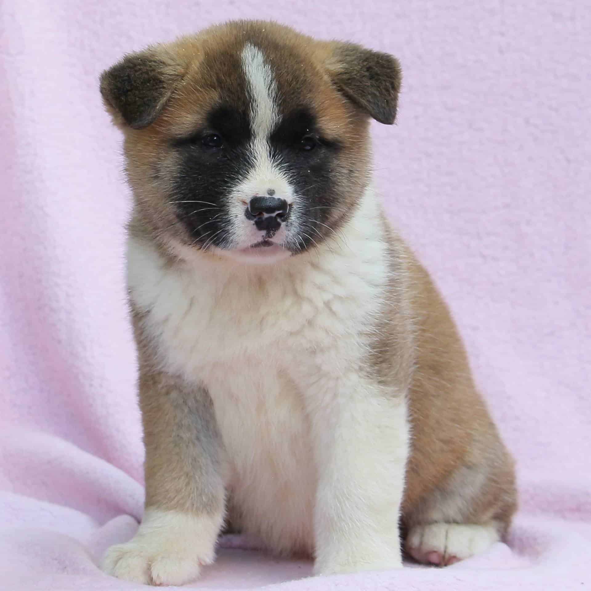 Akita Puppies For Sale • Adopt Your Puppy Today • Infinity Pups