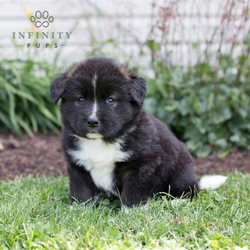 Akita Puppies For Sale • Adopt Your Puppy Today • Infinity Pups