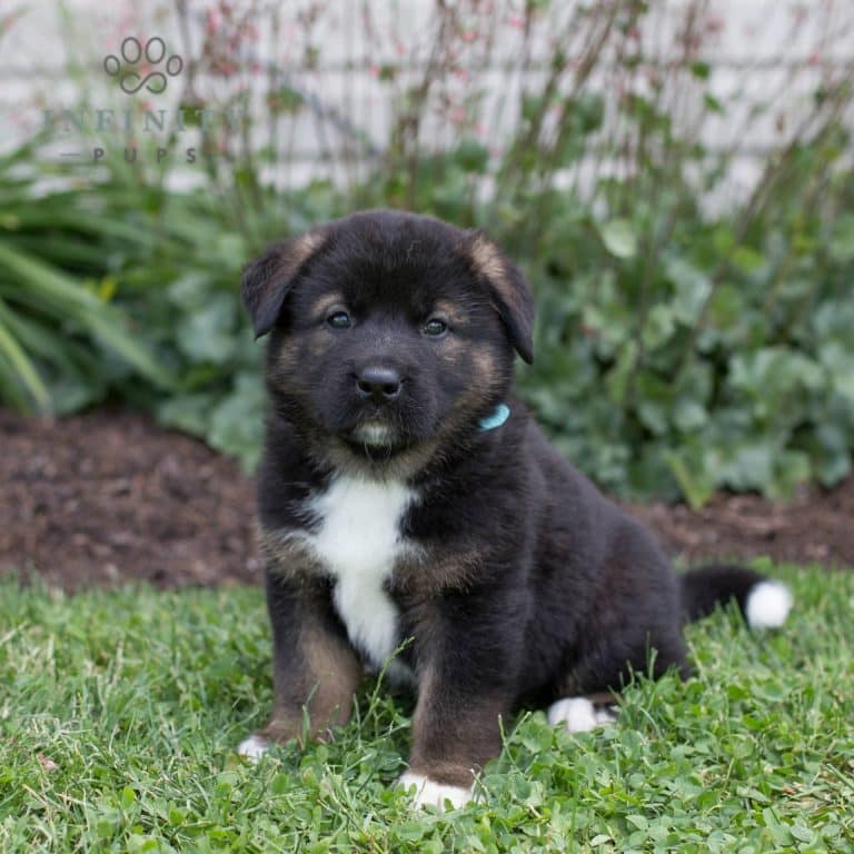 Akita Puppies For Sale • Adopt Your Puppy Today • Infinity Pups