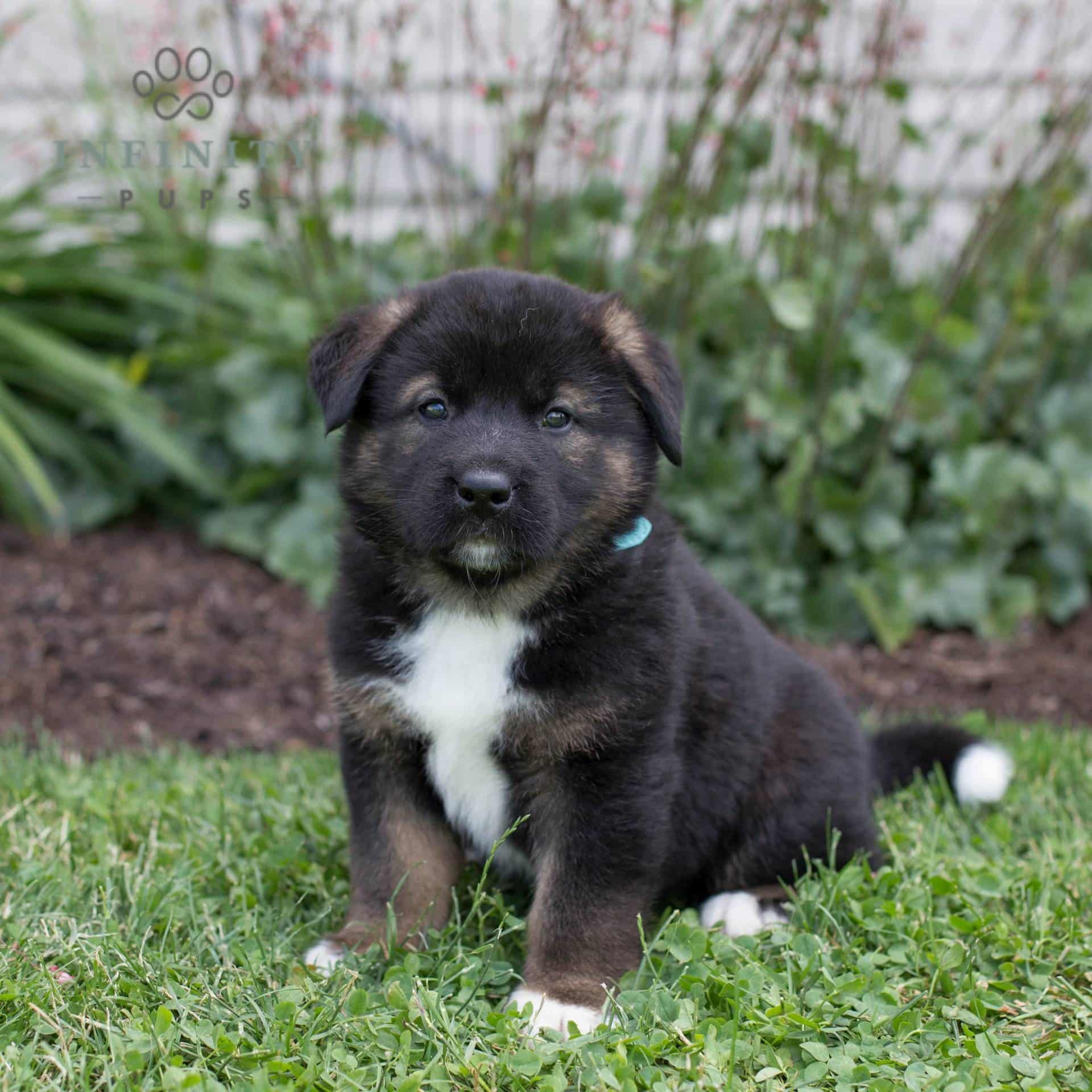 Akita Puppies For Sale In Boise Idaho Akita Puppies Purebred Advert