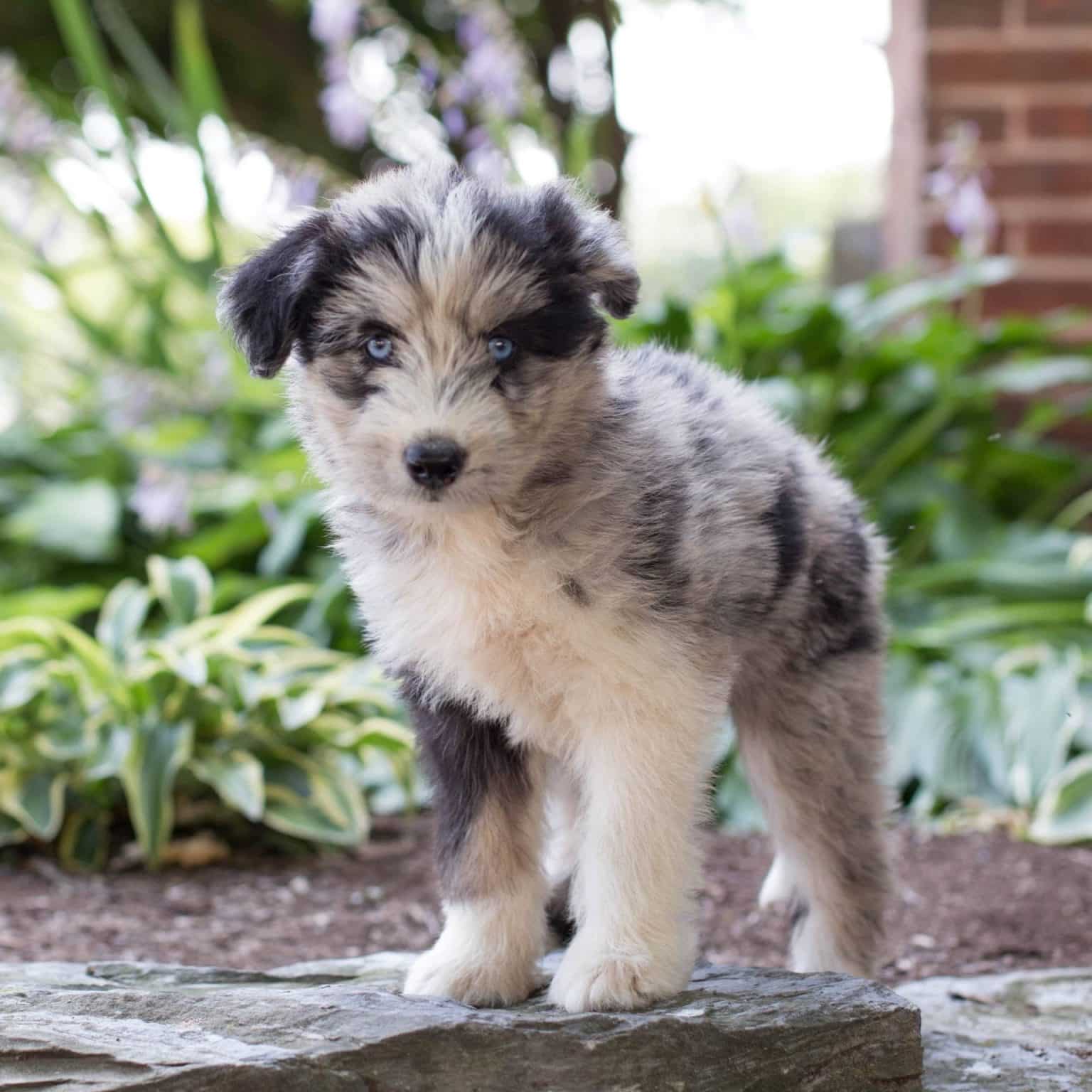 Huskydoodle Puppies For Sale • Adopt Your Puppy Today