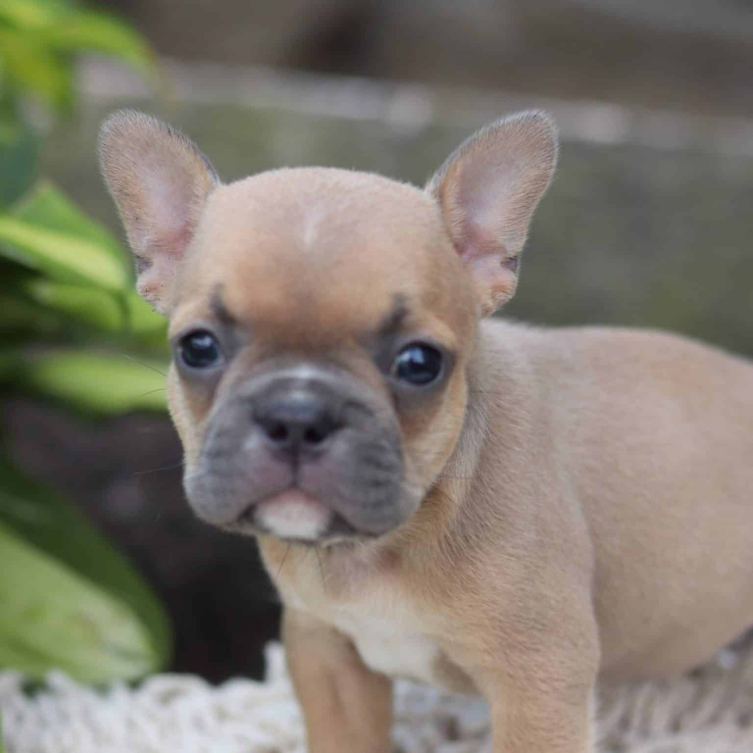 Frenchton Puppies For Sale • Adopt Your Puppy Today • Infinity Pups