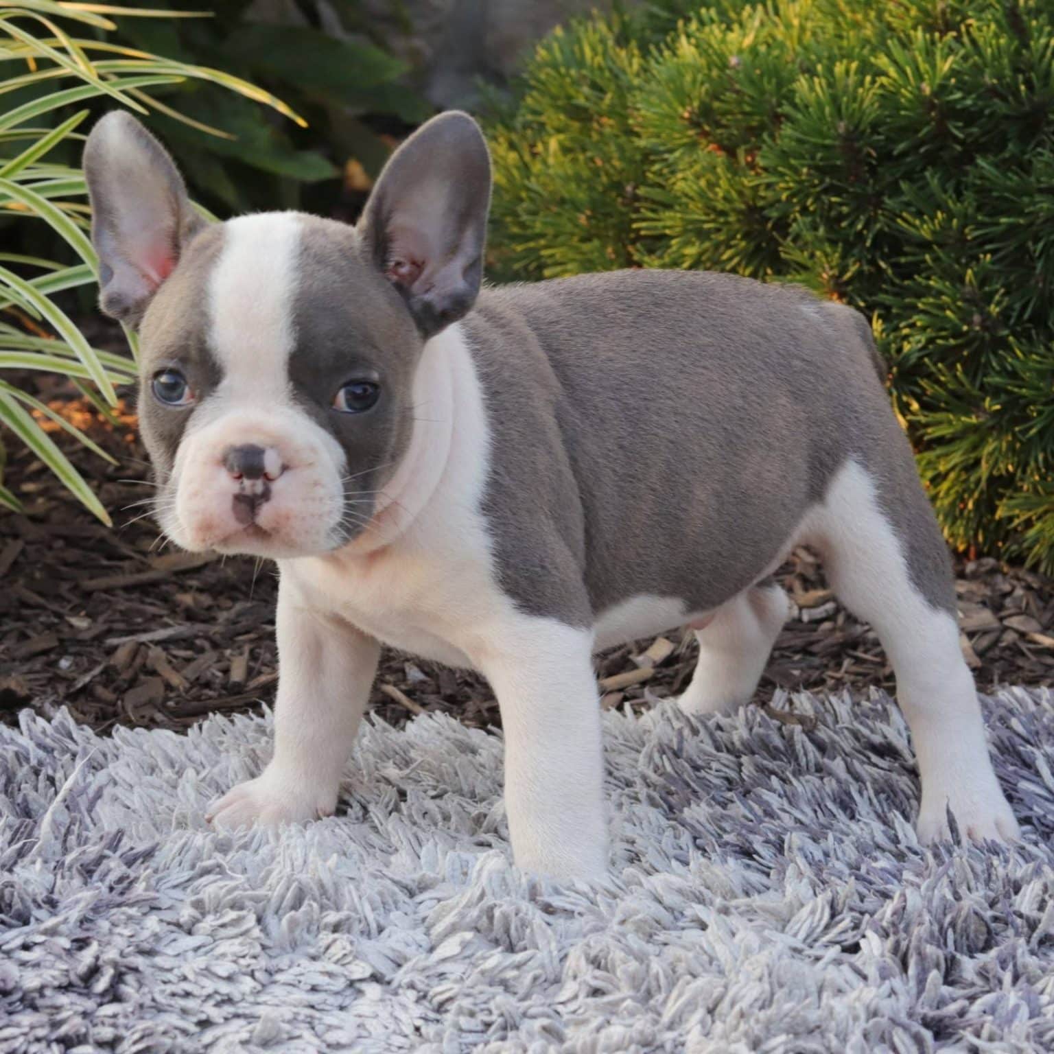 Frenchton Puppies For Sale • Adopt Your Puppy Today • Infinity Pups