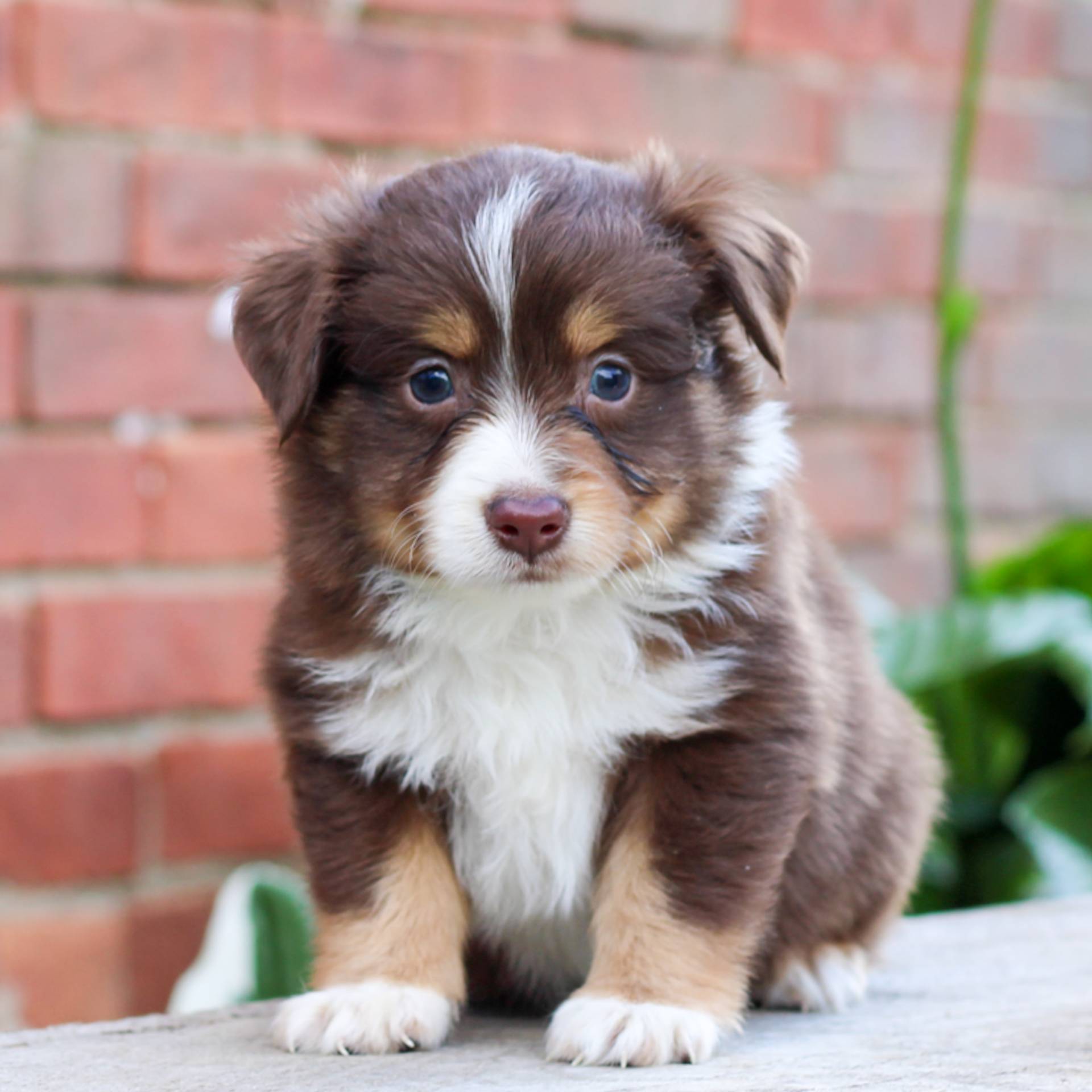 Australian Shepherd - Mini Puppies Sale • Your Puppy Today • Infinity Pups