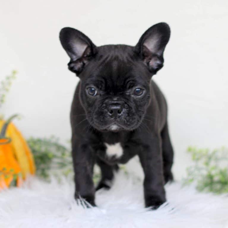 Frenchton Puppies For Sale • Adopt Your Puppy Today • Infinity Pups