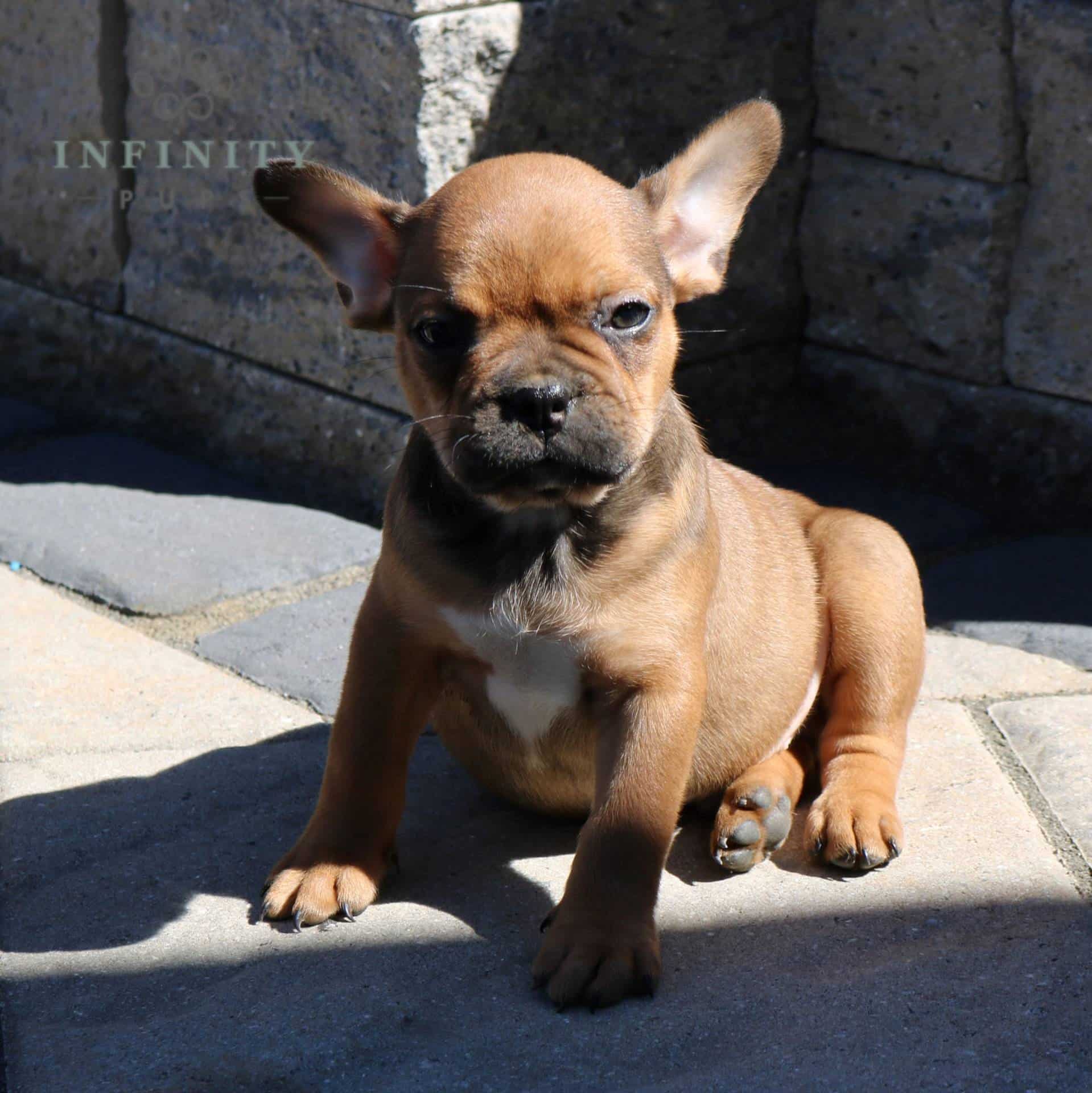 Frenchton Puppies For Sale • Adopt Your Puppy Today • Infinity Pups