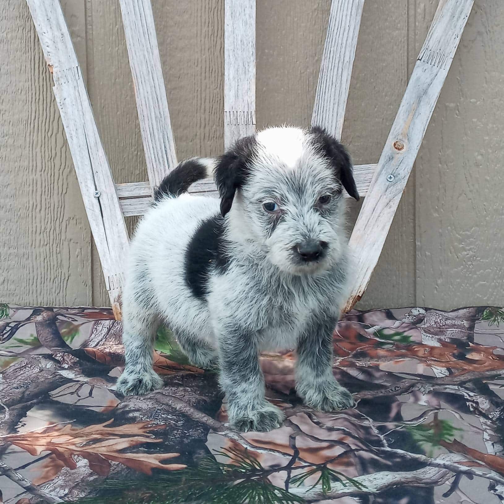 blue heeler poodle mix