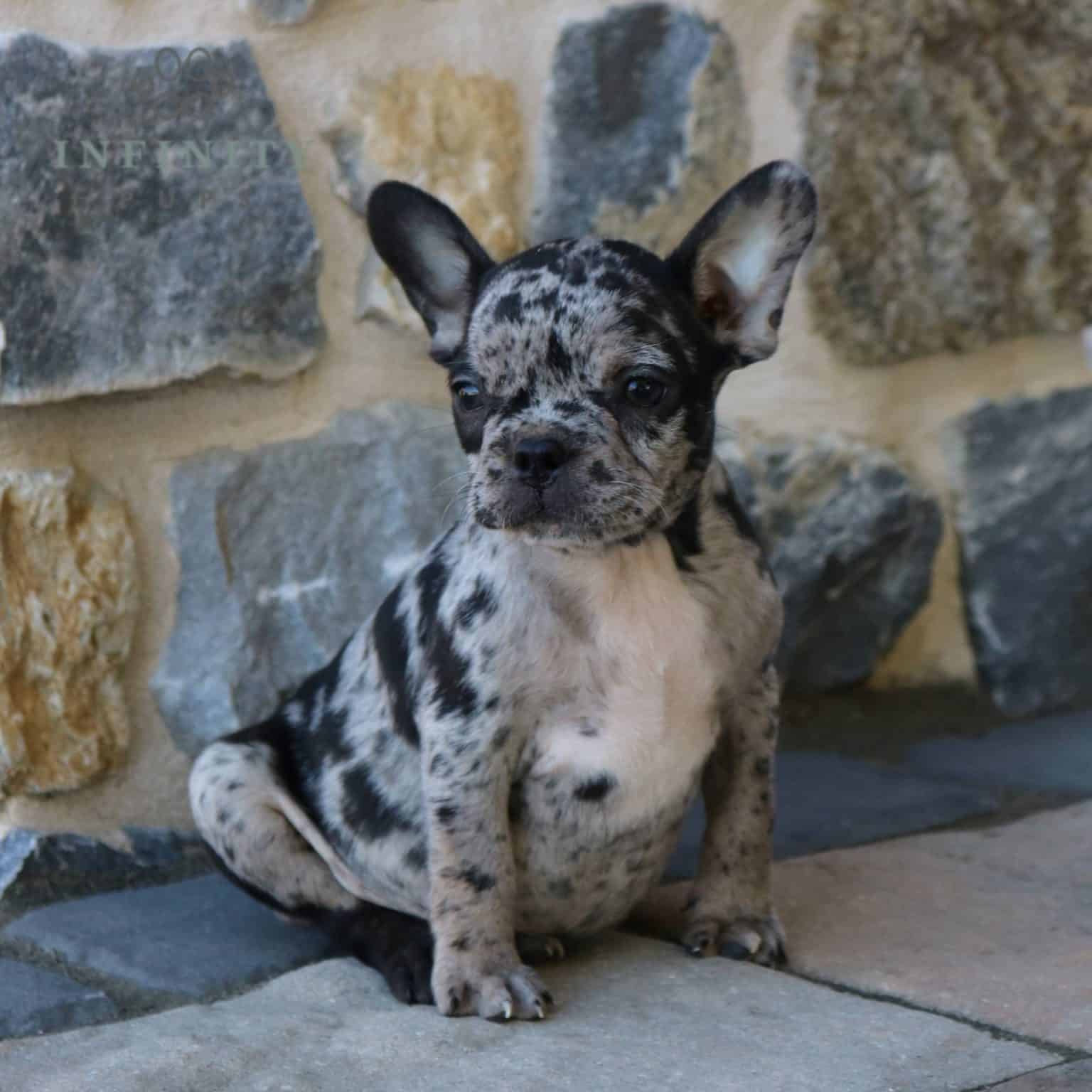 Frenchton Puppies For Sale • Adopt Your Puppy Today • Infinity Pups