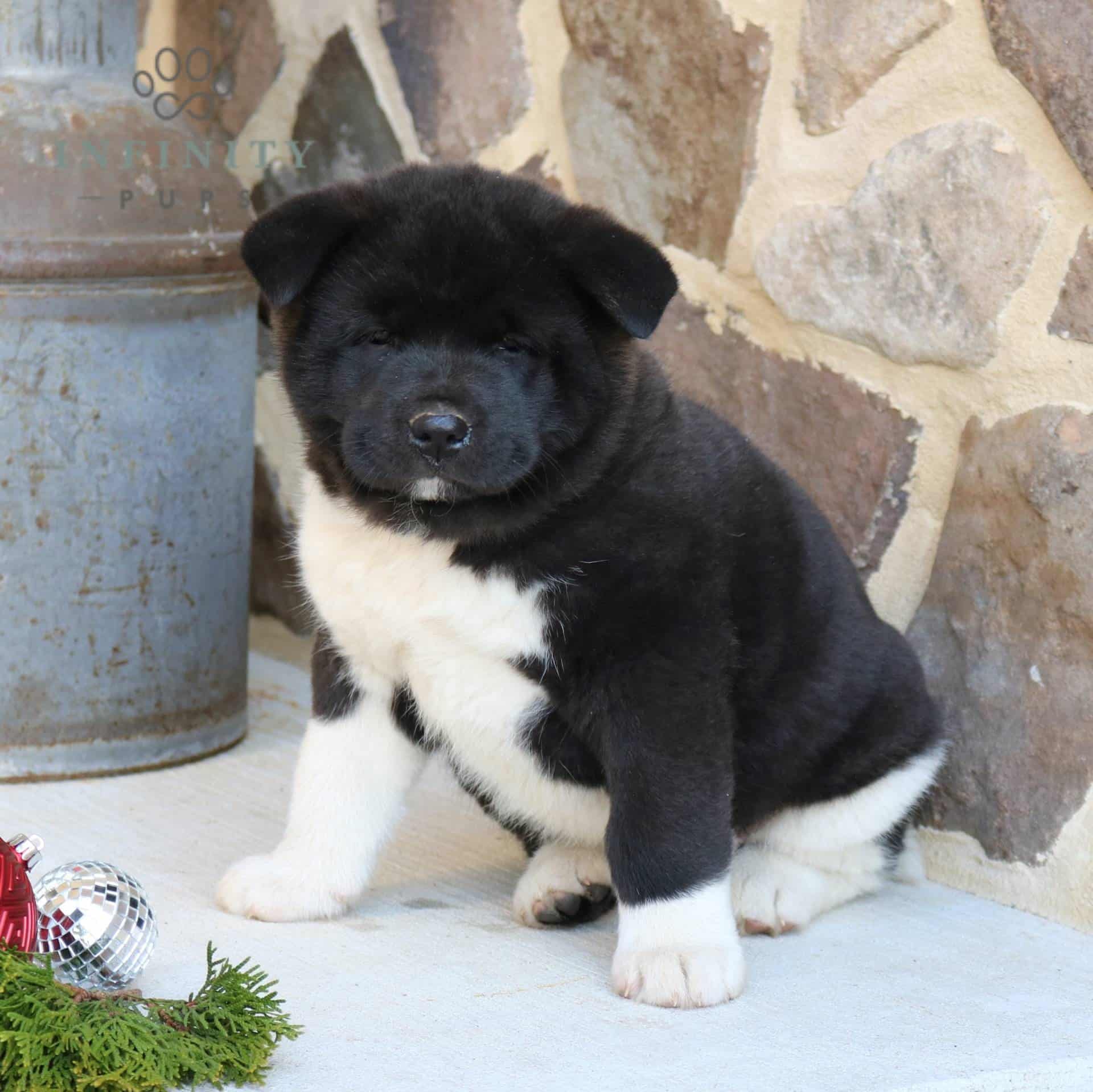 Akita Puppies For Sale • Adopt Your Puppy Today • Infinity Pups