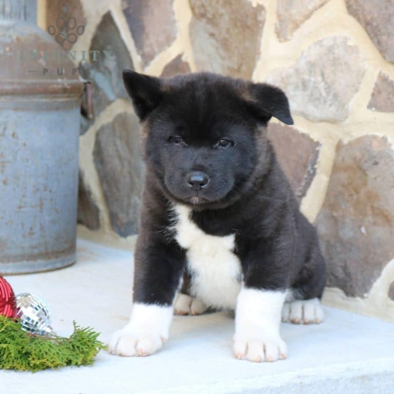 Akita Puppies For Sale • Adopt Your Puppy Today • Infinity Pups