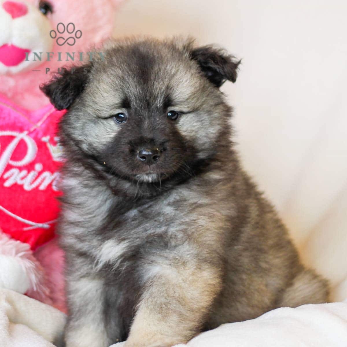 Keeshond Puppies For Sale • Adopt Your Puppy Today • Infinity Pups