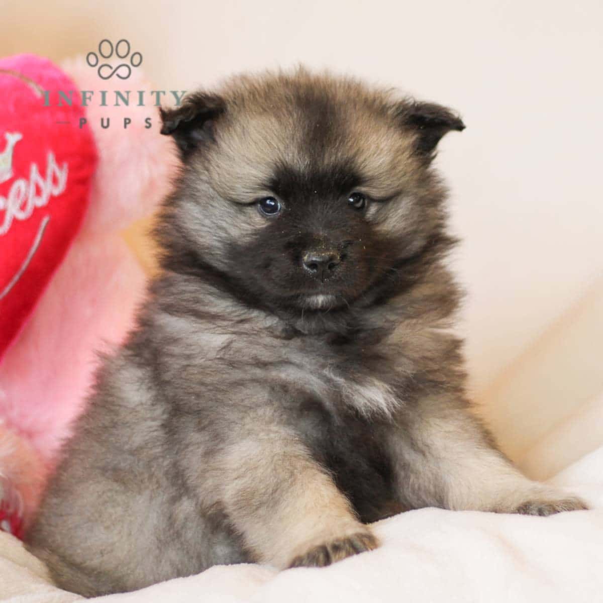 Keeshond Puppies For Sale • Adopt Your Puppy Today • Infinity Pups