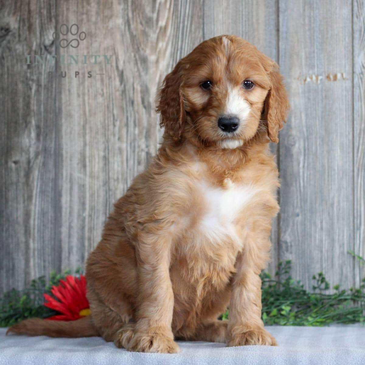 Irish Doodle Puppies For Sale • Adopt Your Puppy Today • Infinity Pups