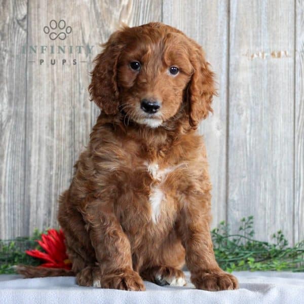 Irish Doodle Puppies For Sale • Adopt Your Puppy Today • Infinity Pups