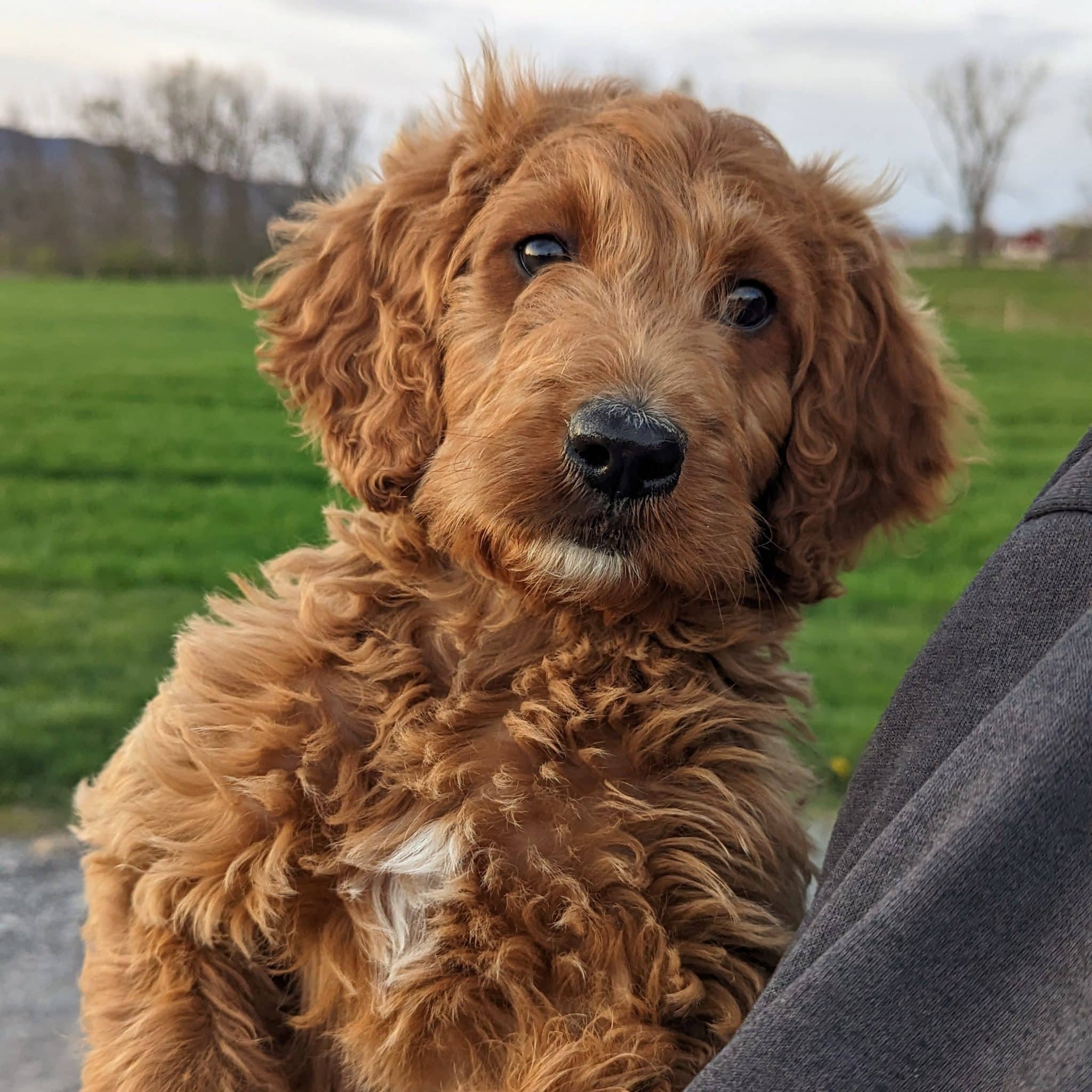 Irish Doodle Puppies For Sale • Adopt Your Puppy Today • Infinity Pups