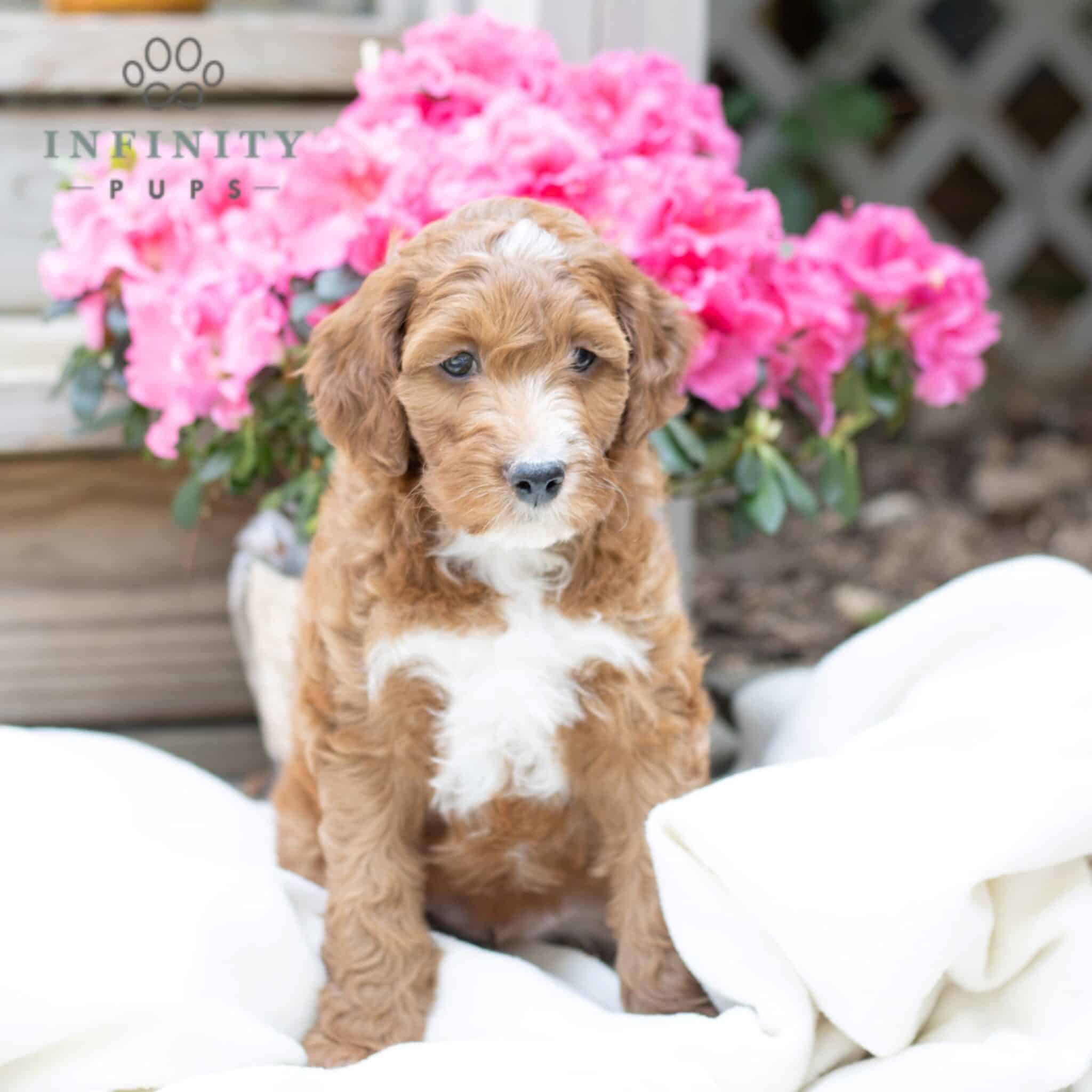 Irish Doodle Puppies For Sale • Adopt Your Puppy Today • Infinity Pups